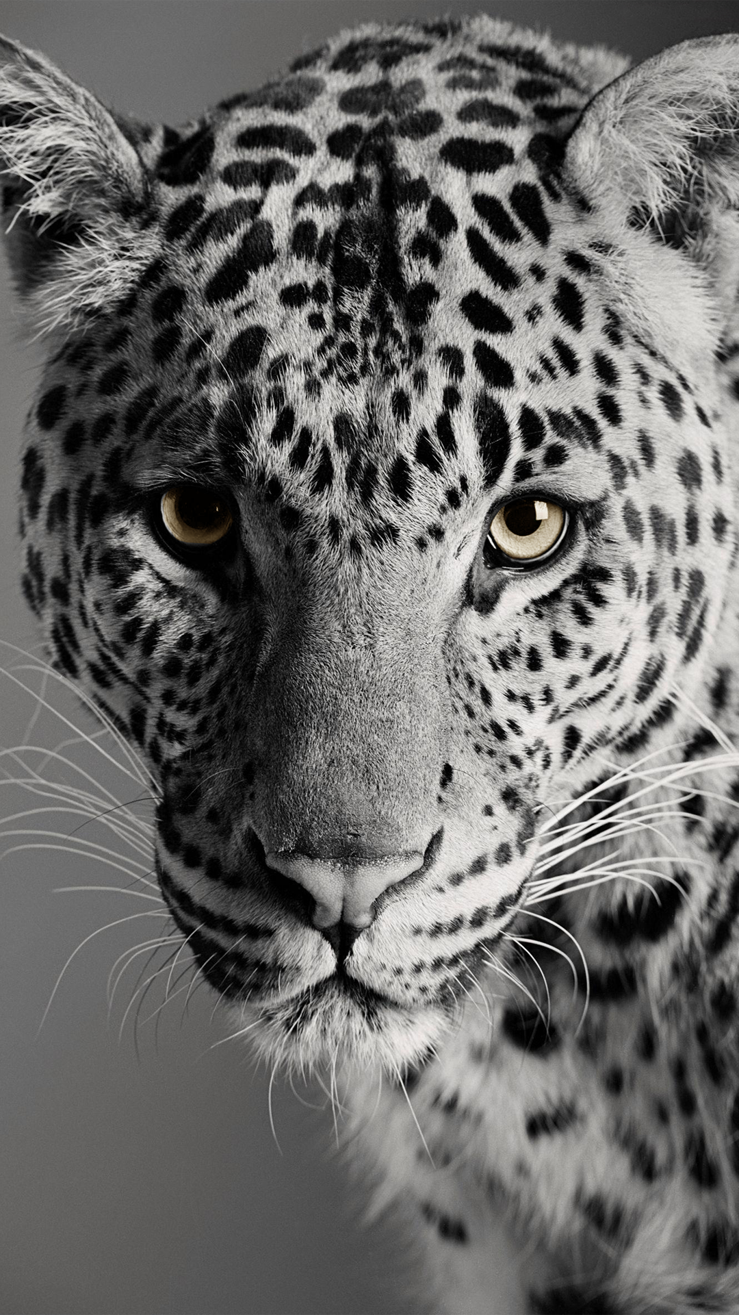 Leopard Animals Portrait Display Face Looking At Viewer Whiskers 1080x1920