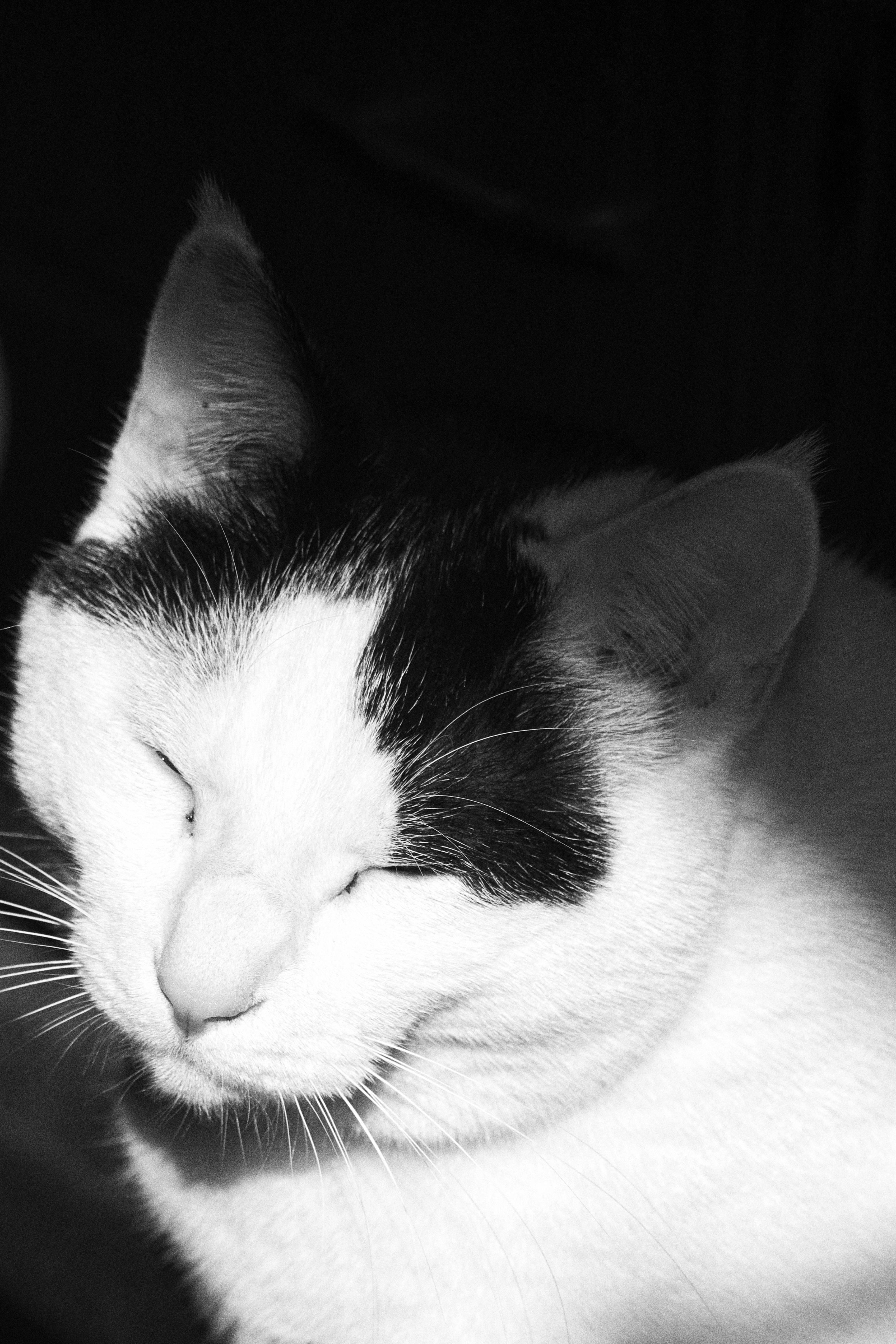 Cats Pet Closed Eyes Portrait Display Animals Minimalism Monochrome 3391x5087
