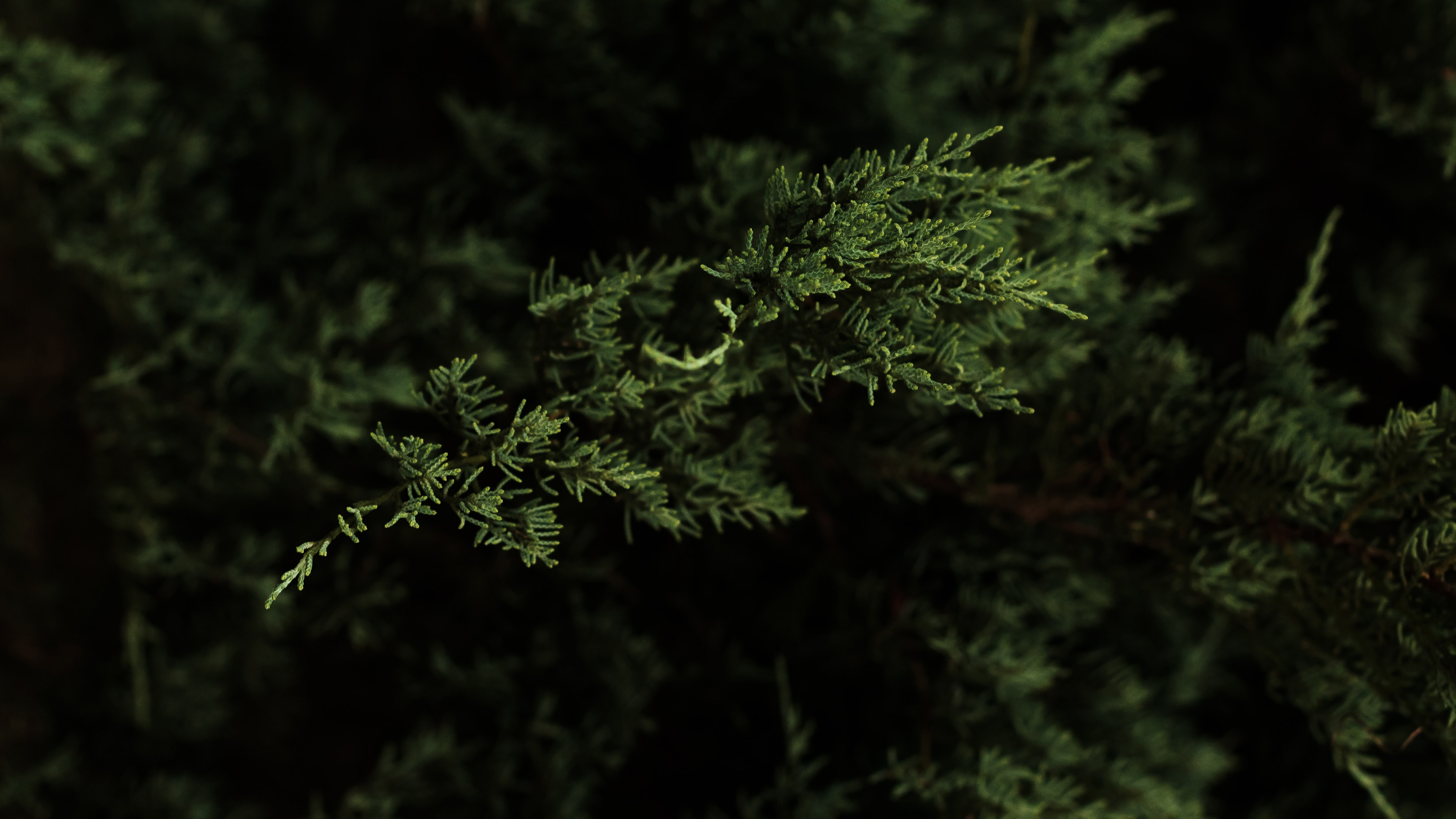 Nature Macro Forest Cypress 3840x2160