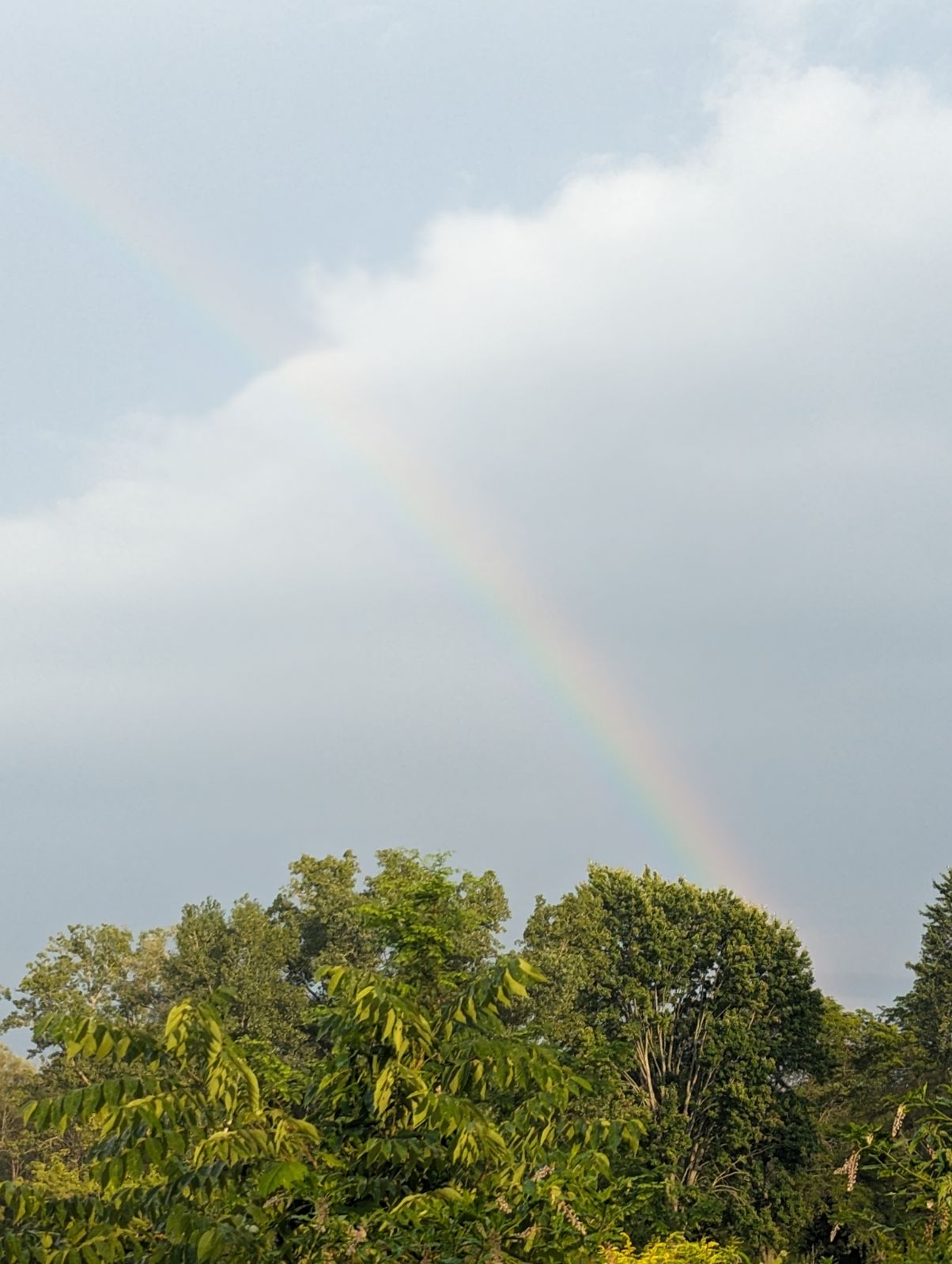 Forest Rainbows Overcast Rain 1204x1599