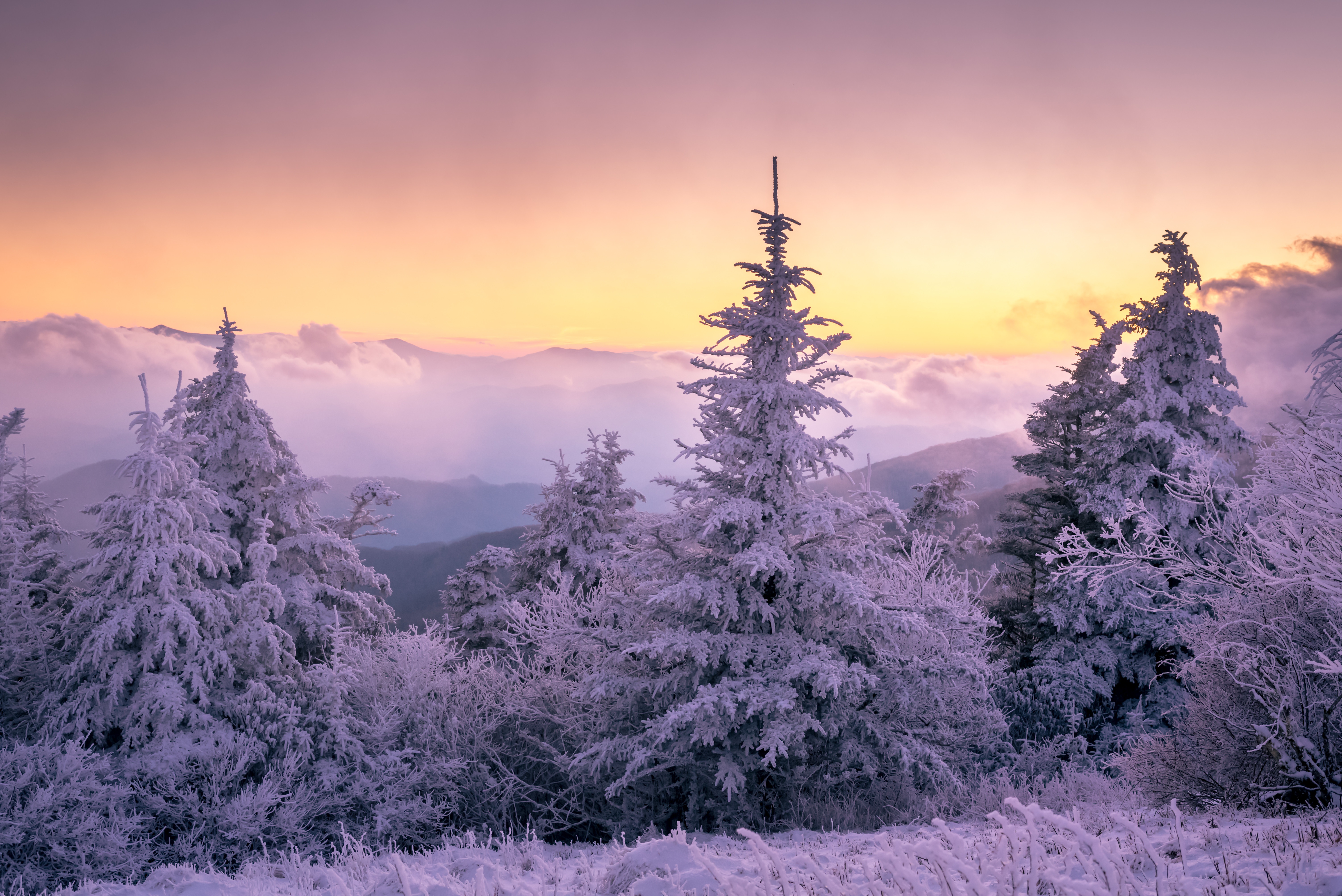 Snow Nature Spruce Sunset 6016x4016