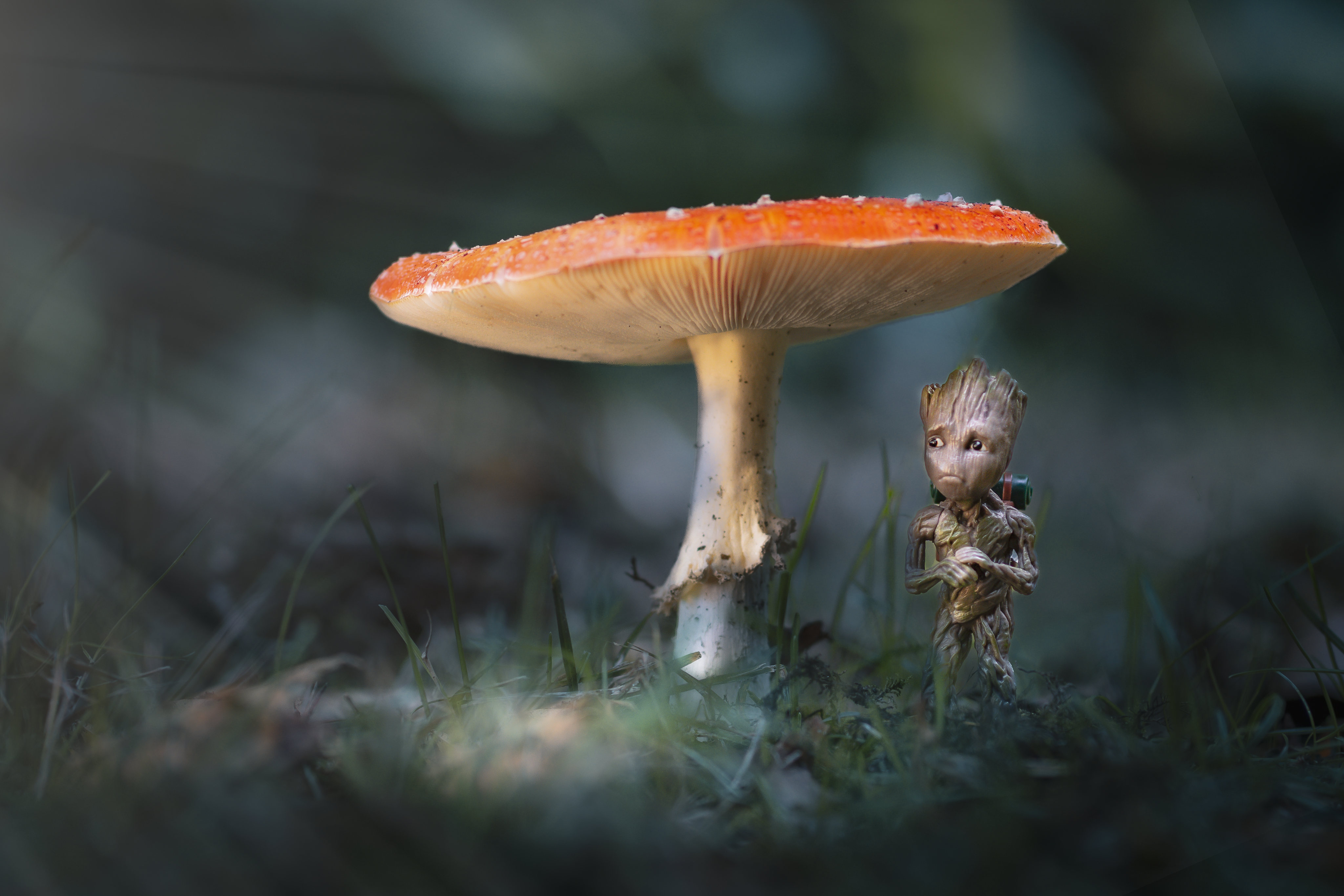 Mushroom Groot Nature 4096x2731