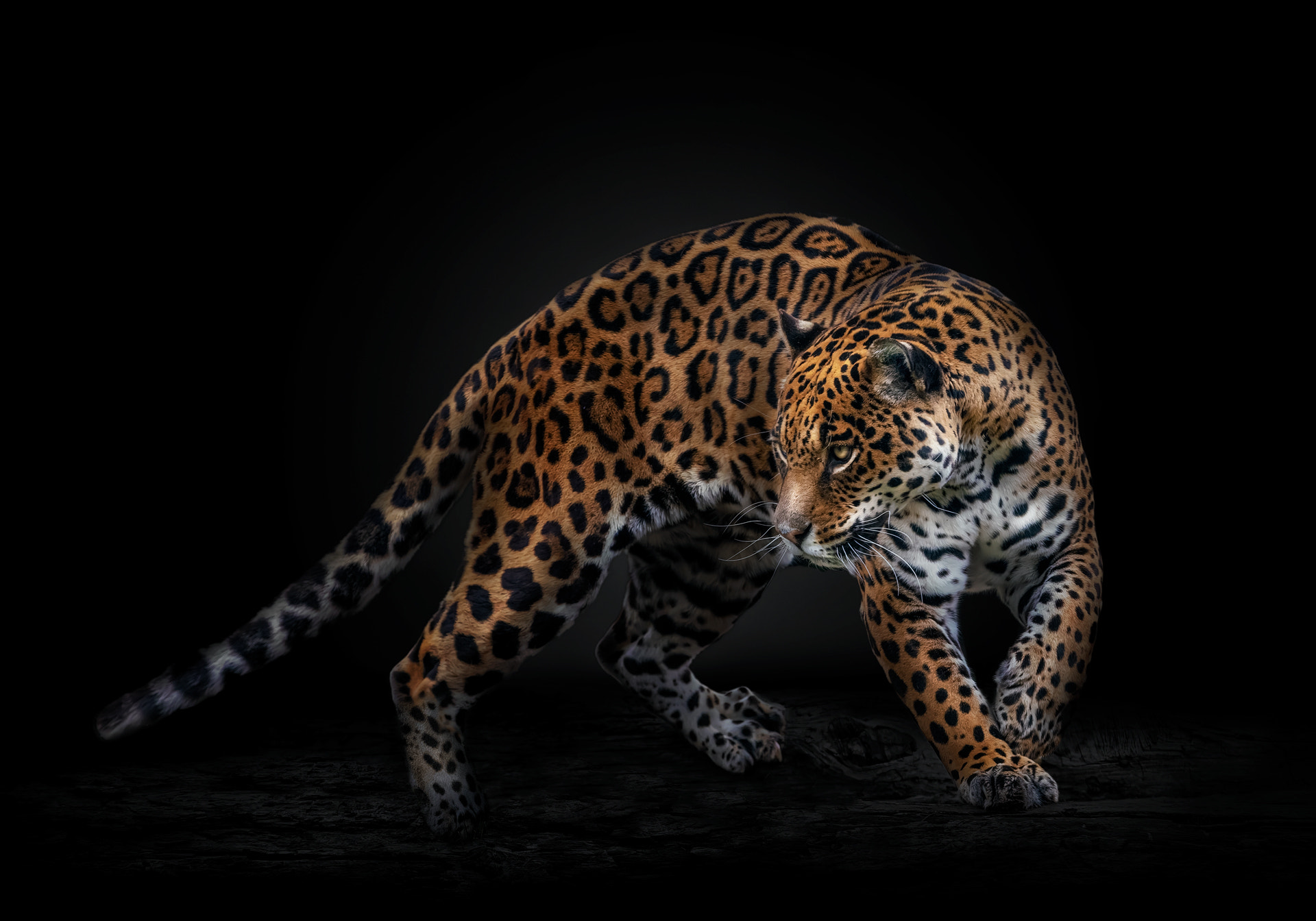 Pedro Jarque Krebs Animals Feline Jaguars Dark Looking Away 1920x1344