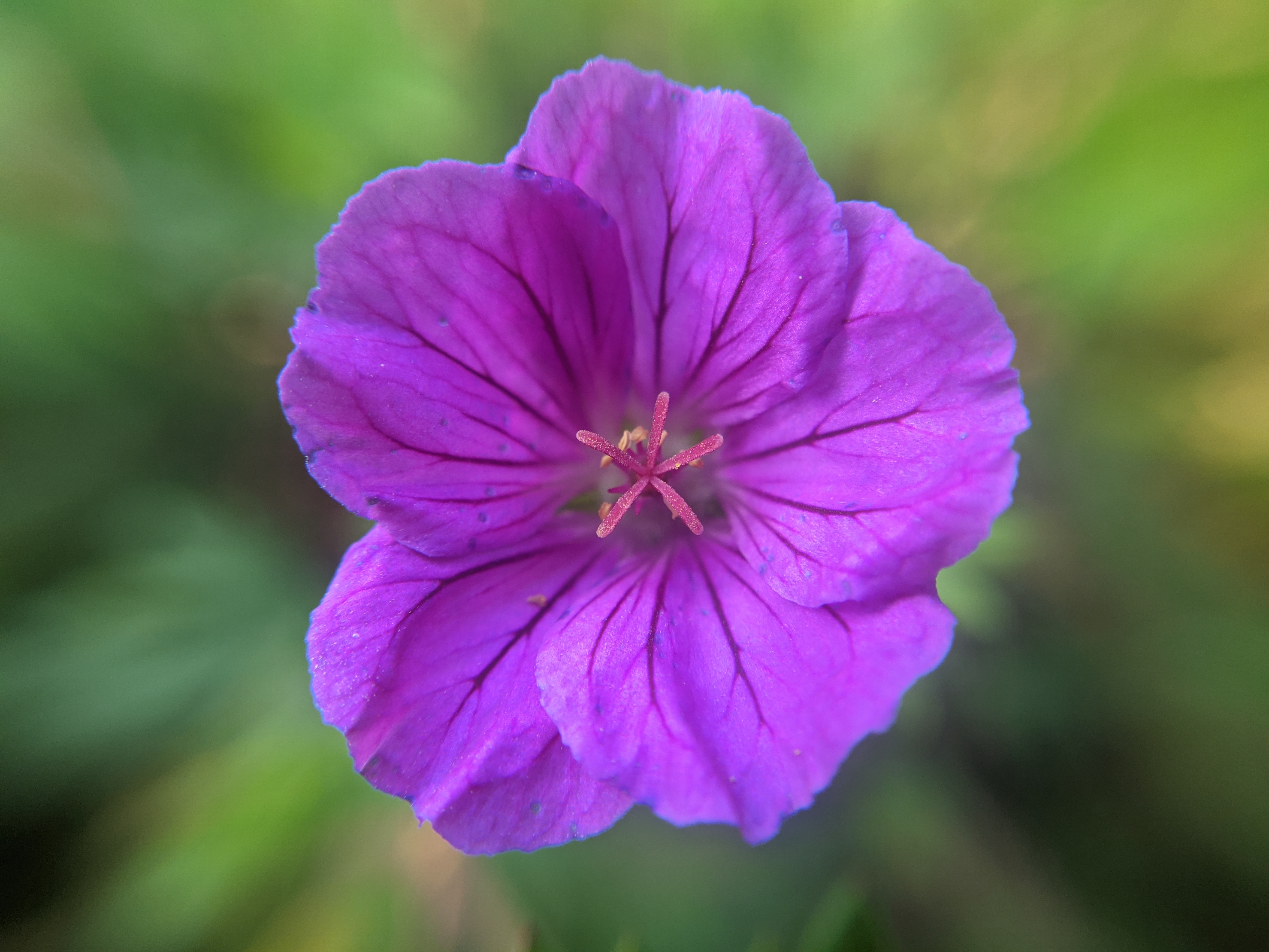 Flowers Nature Photography Blurry Background Purple Flowers 4656x3496