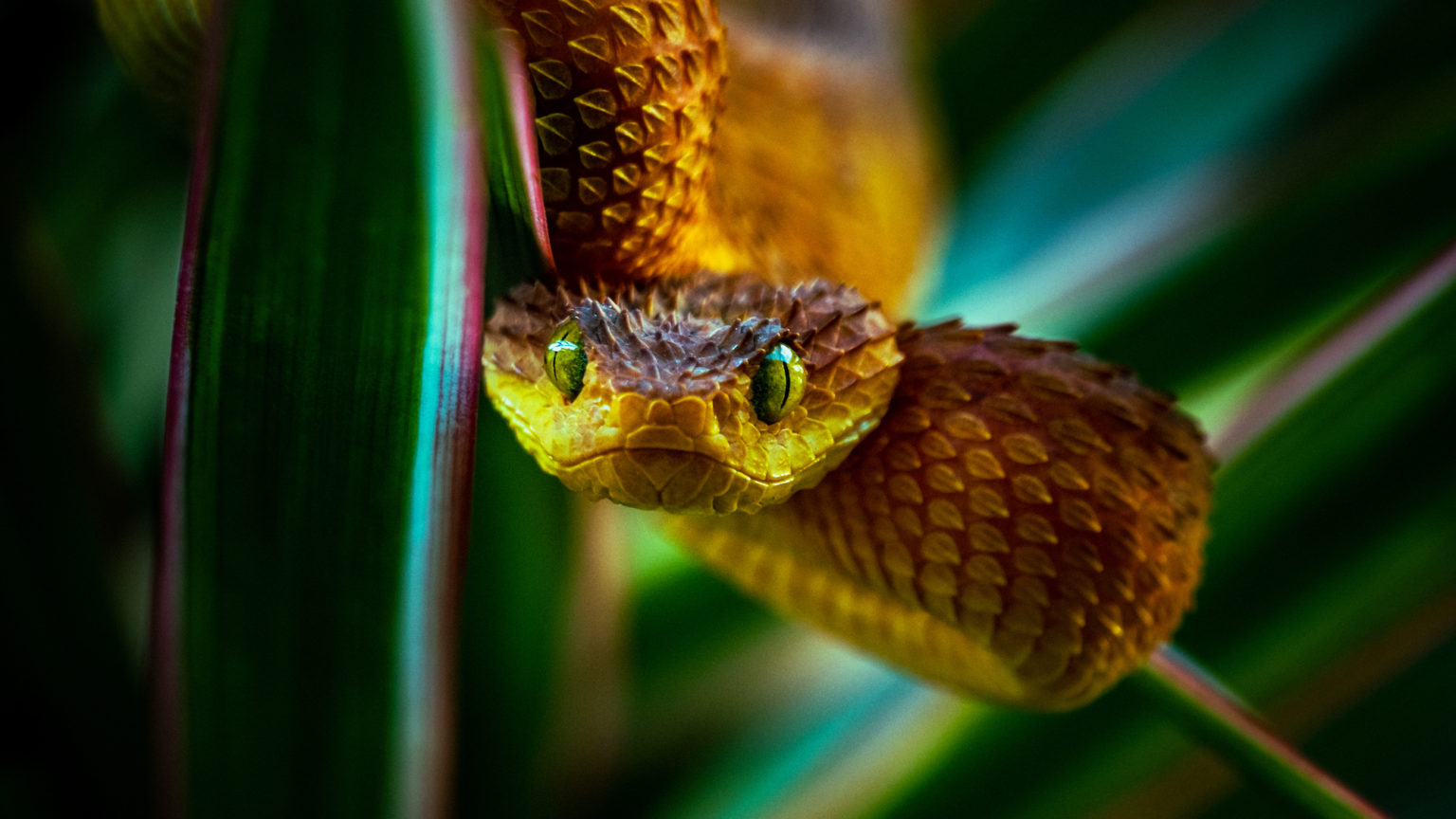 Nature Animals Reptile Reptiles Snake Closeup Green Eyes Leaves Depth Of Field 1536x864