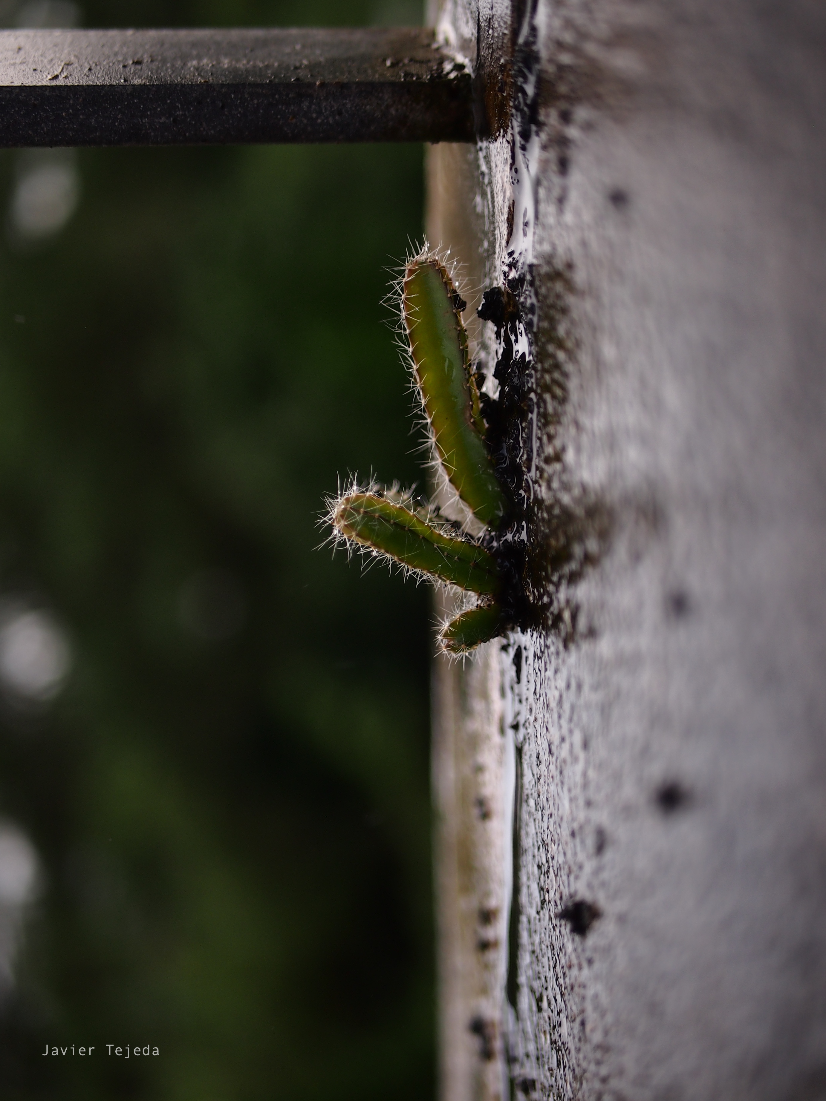 Okinawa Nature Closeup Cactus 2764x3686