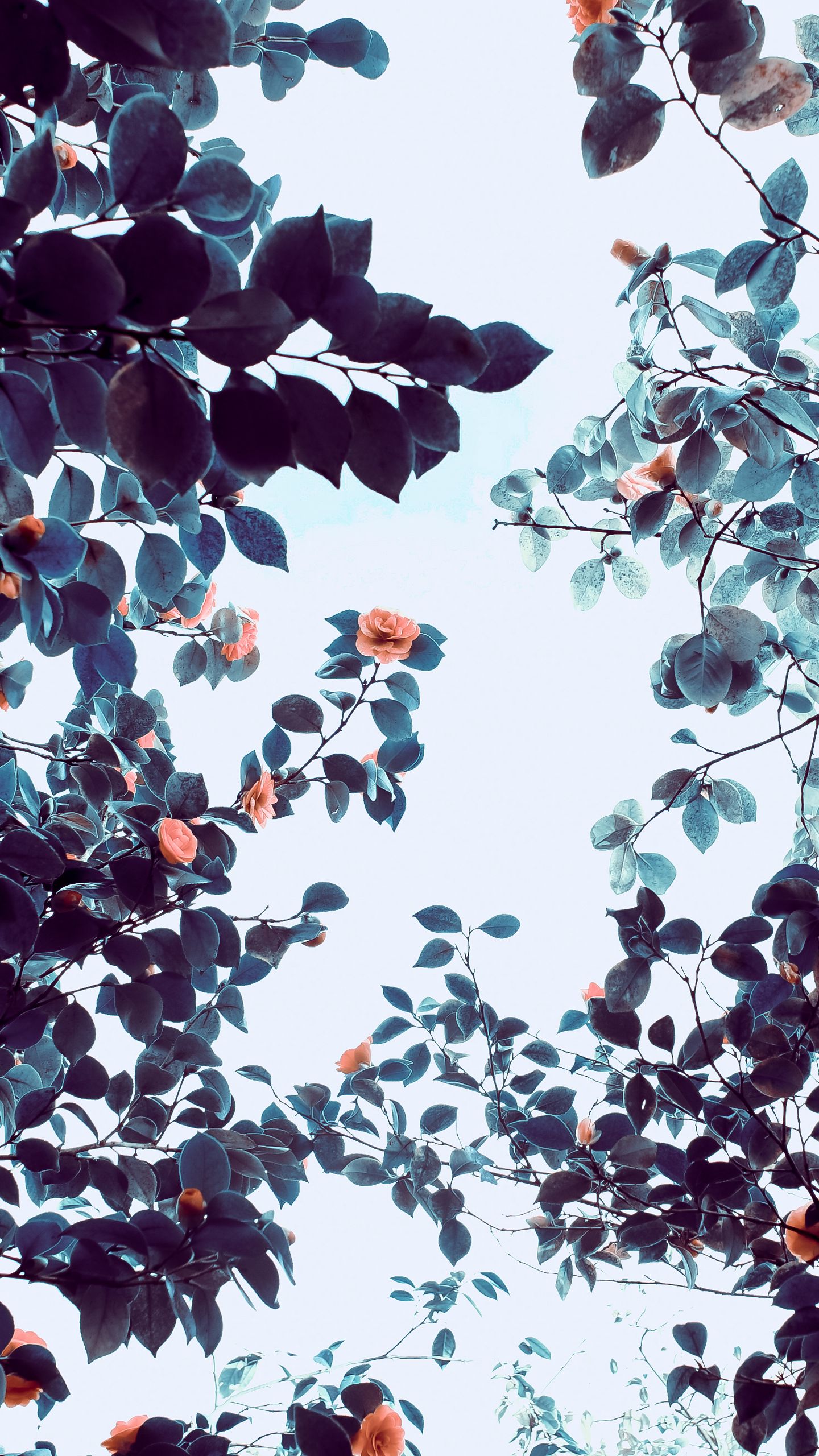Flowers Rose Trees Branch Vertical Nature Leaves 1440x2560