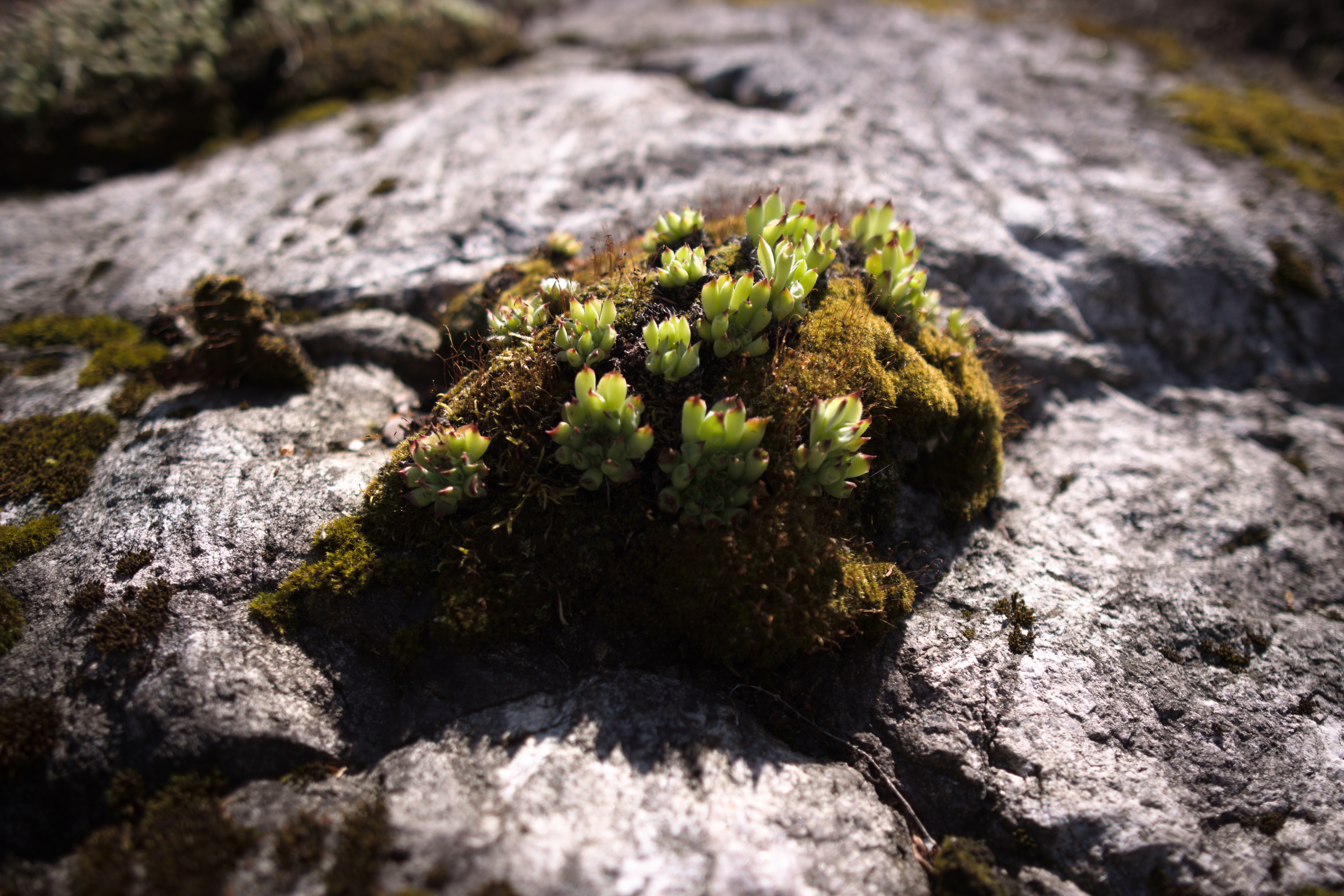Moss Macro Bokeh Nature Plants Rocks Closeup 6976x4652
