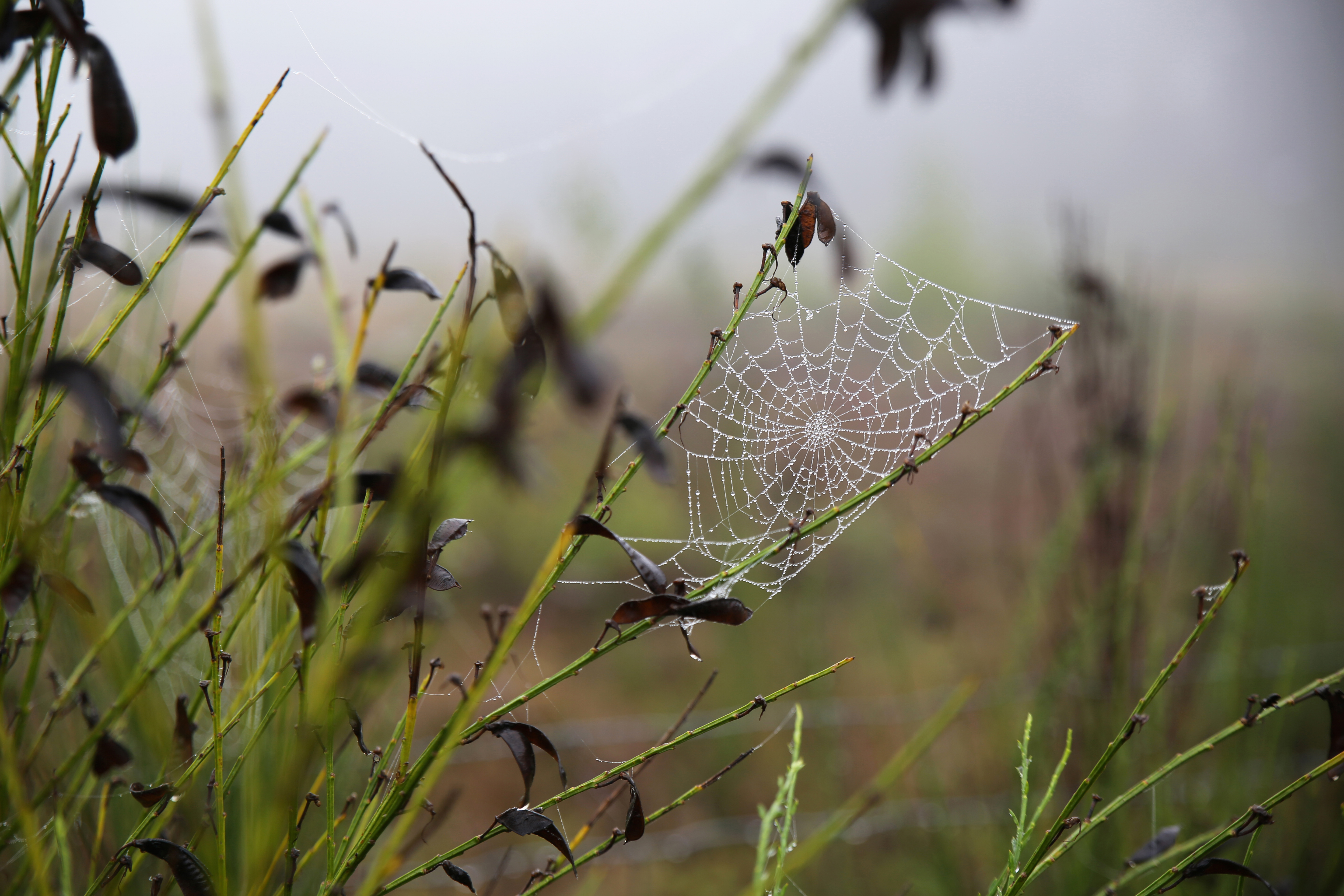 Nature Morning Plants Leaves Spiderwebs 5760x3840