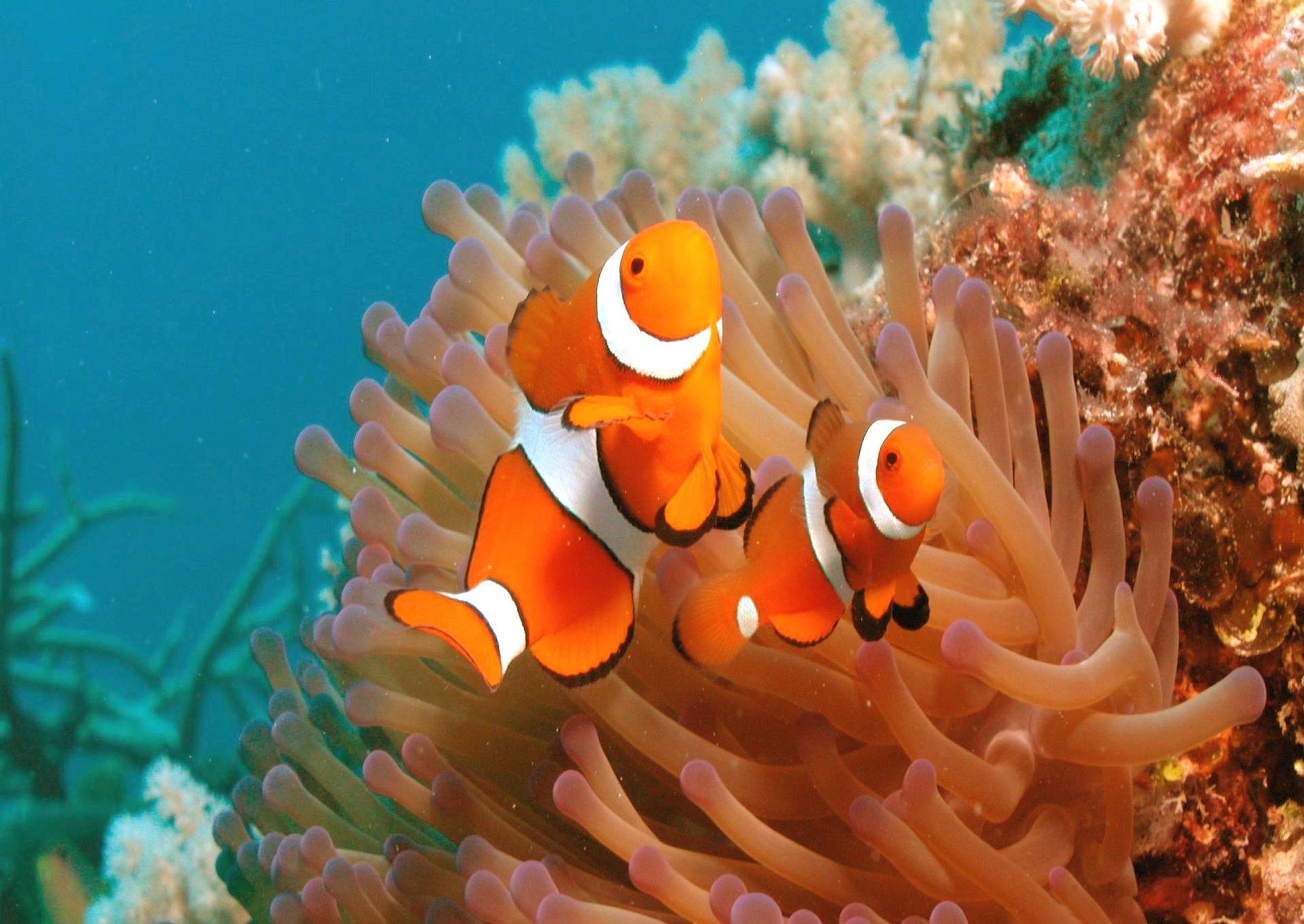 Fish Anemone Coral 2560x1815