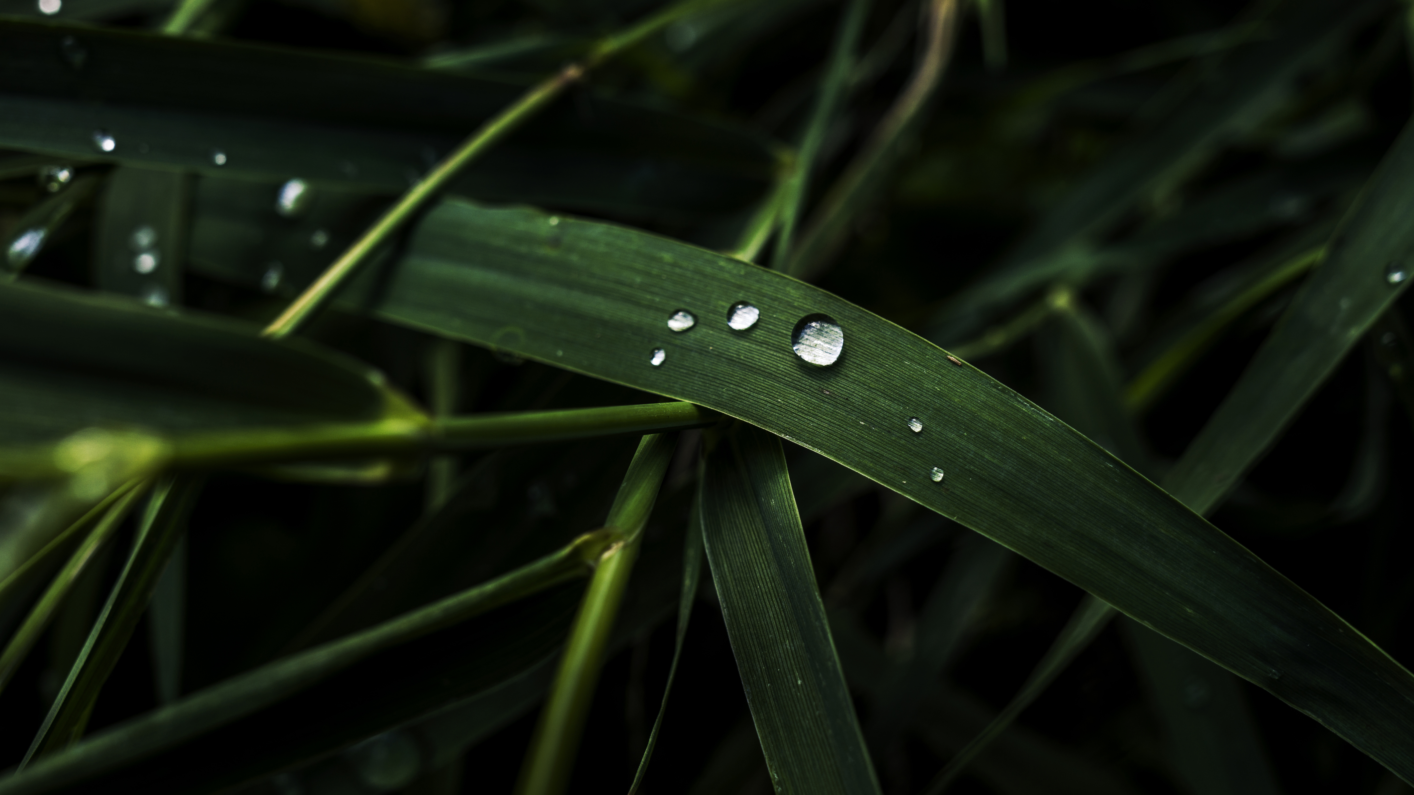 Grass Water Drops Green Plants Macro Wide Angle Photography Nature 6000x3376