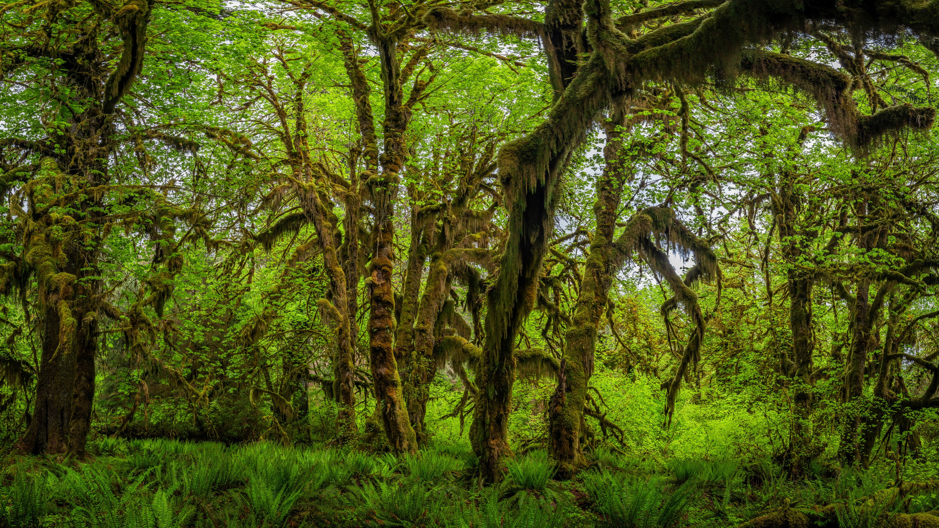 Nature Forest Trees USA Olympic National Park Washington Moss Plants Spring Green 3840x2160