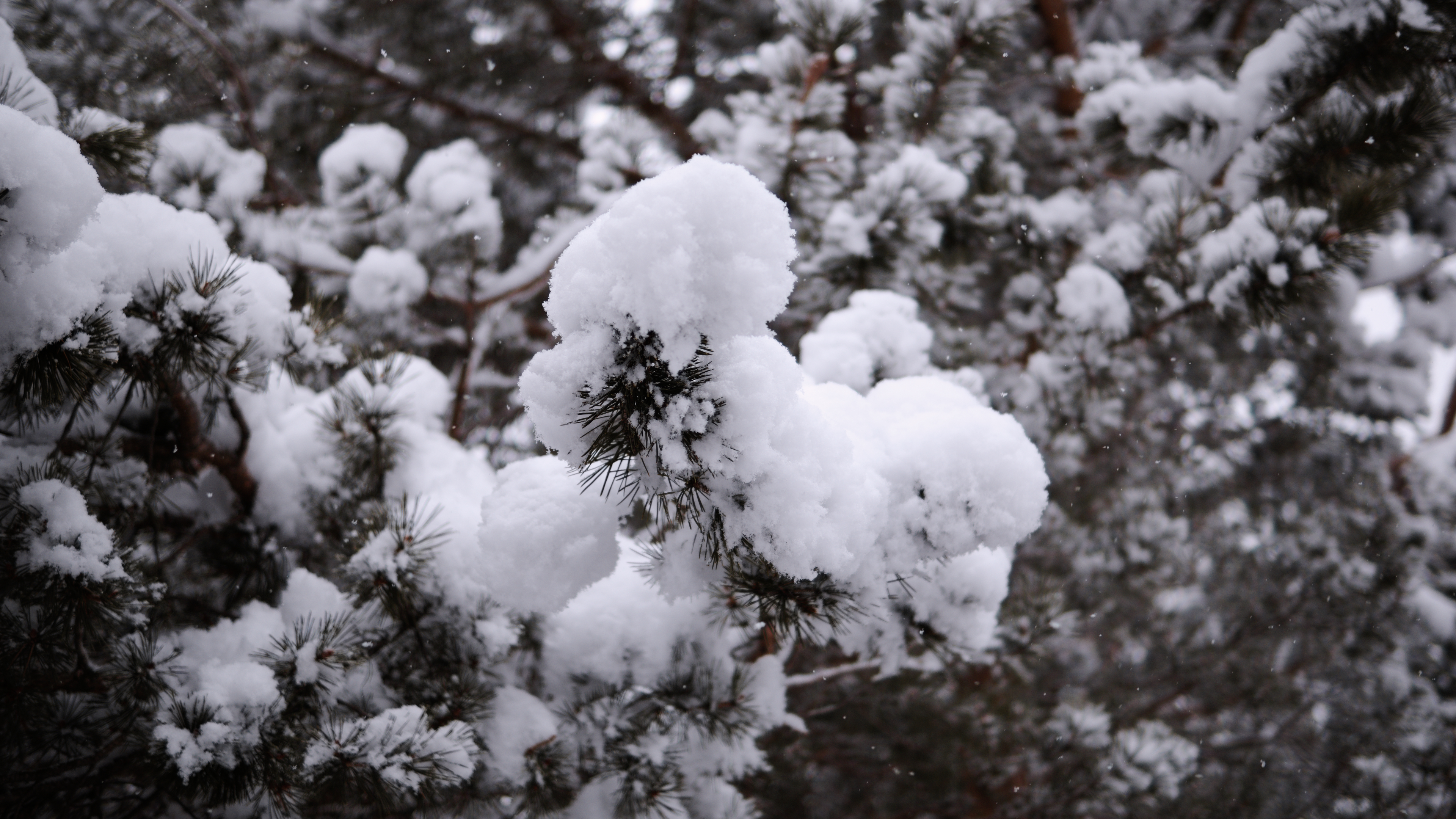Snow Fir Tree Plants Nature 3840x2160