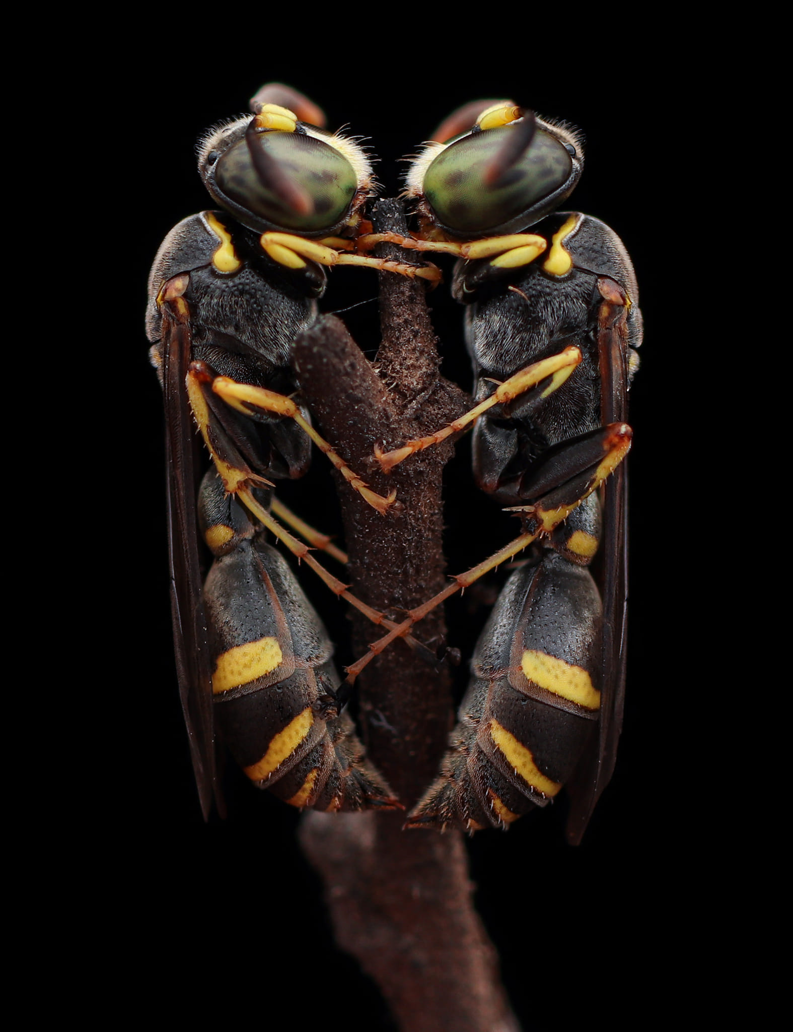 Wasps Nature Macro Branch Animals Dix Balino Vertical Insect Black Background Simple Background Mini 1575x2048