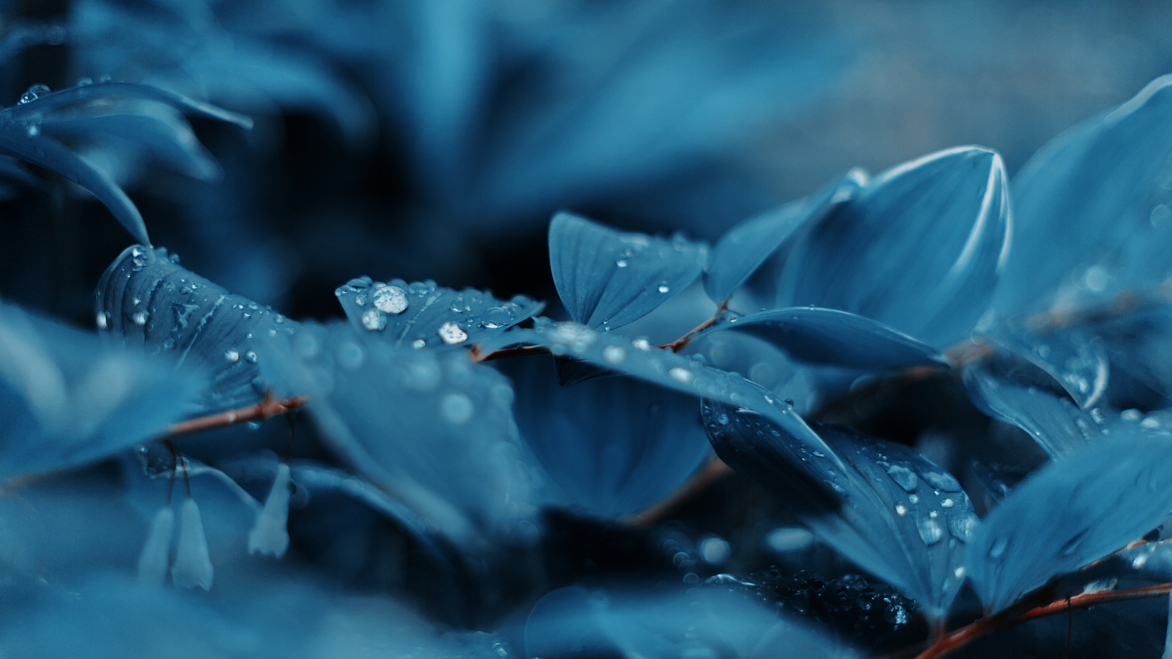 Blue Plants Water Drops Nature Photography Leaves Color Correction Flowers Blurred Blurry Background 3840x2160