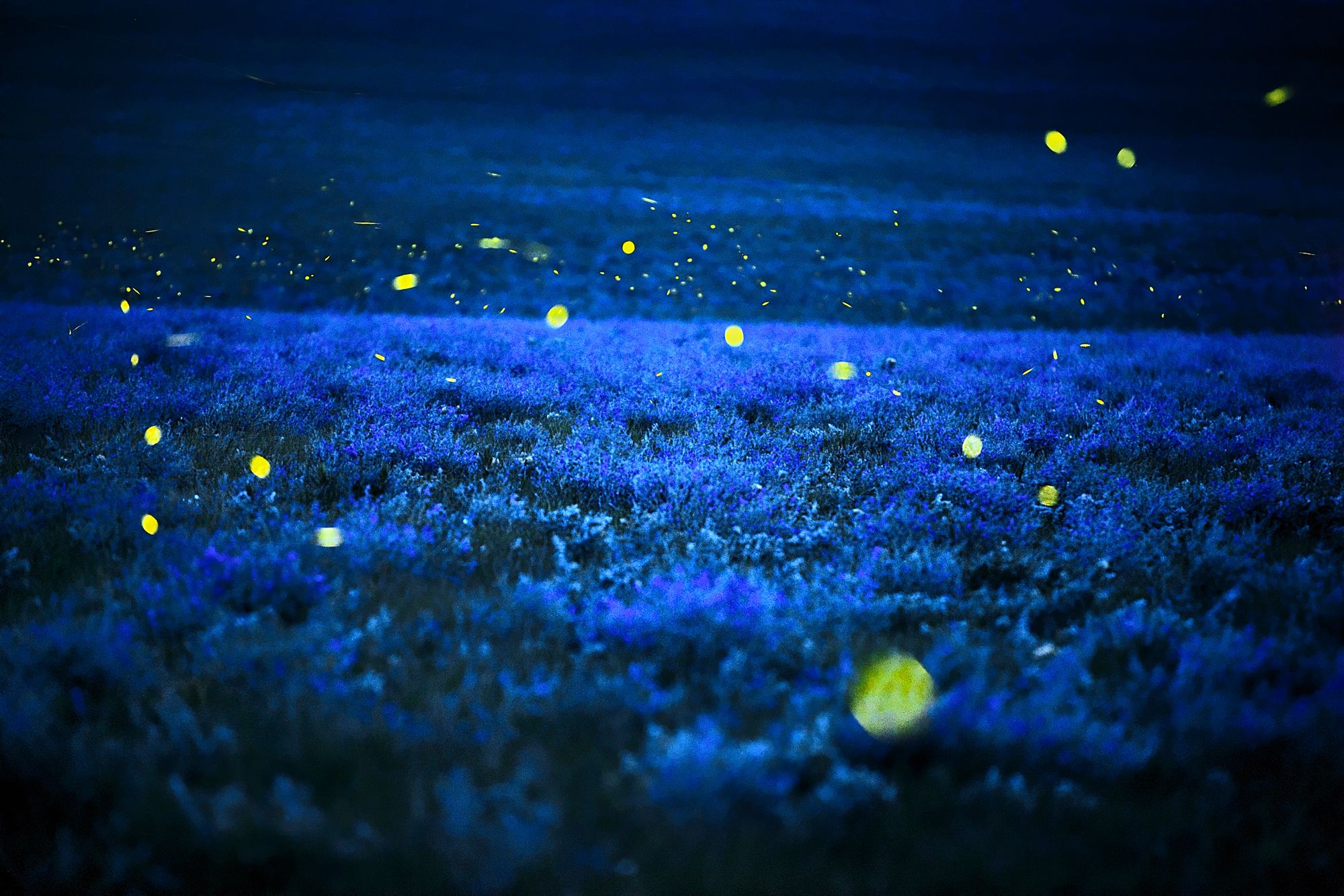 Fireflies Alfalfa Kansas City National Geographic 2000x1333