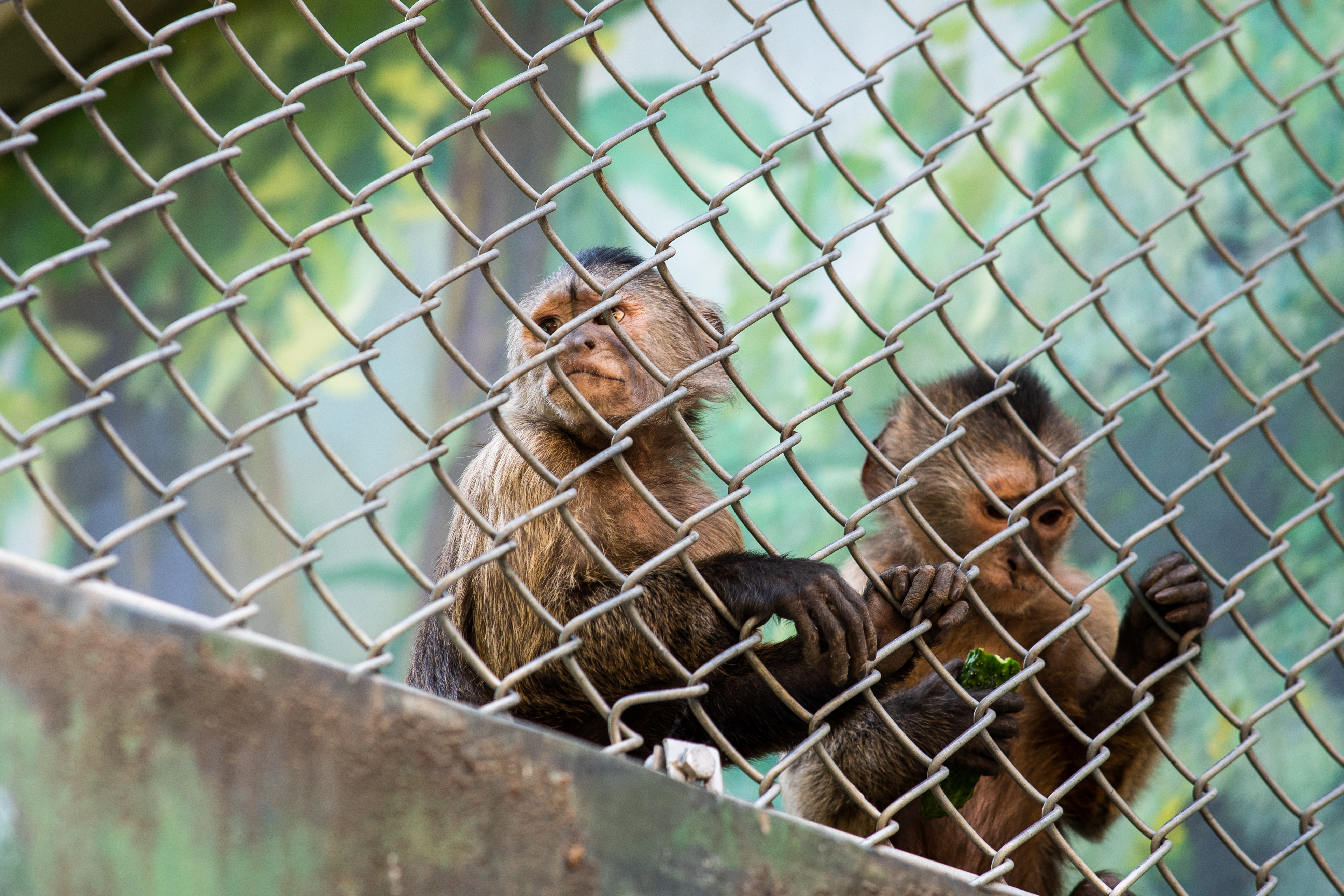 Monkey Mammals Animals Fence Outdoors 3936x2624