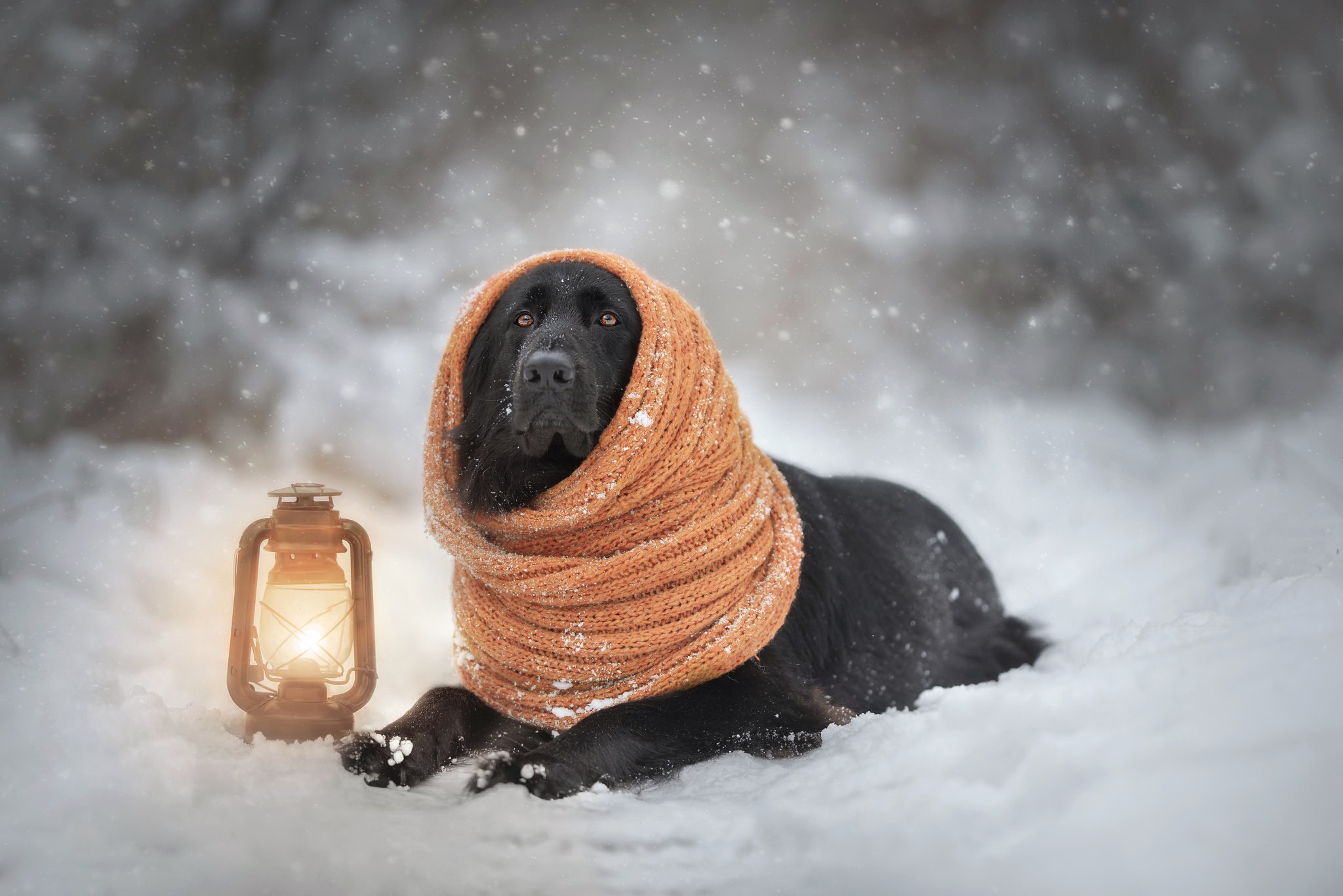 Scarf Winter Snow Lantern Labrador Retriever 2048x1367