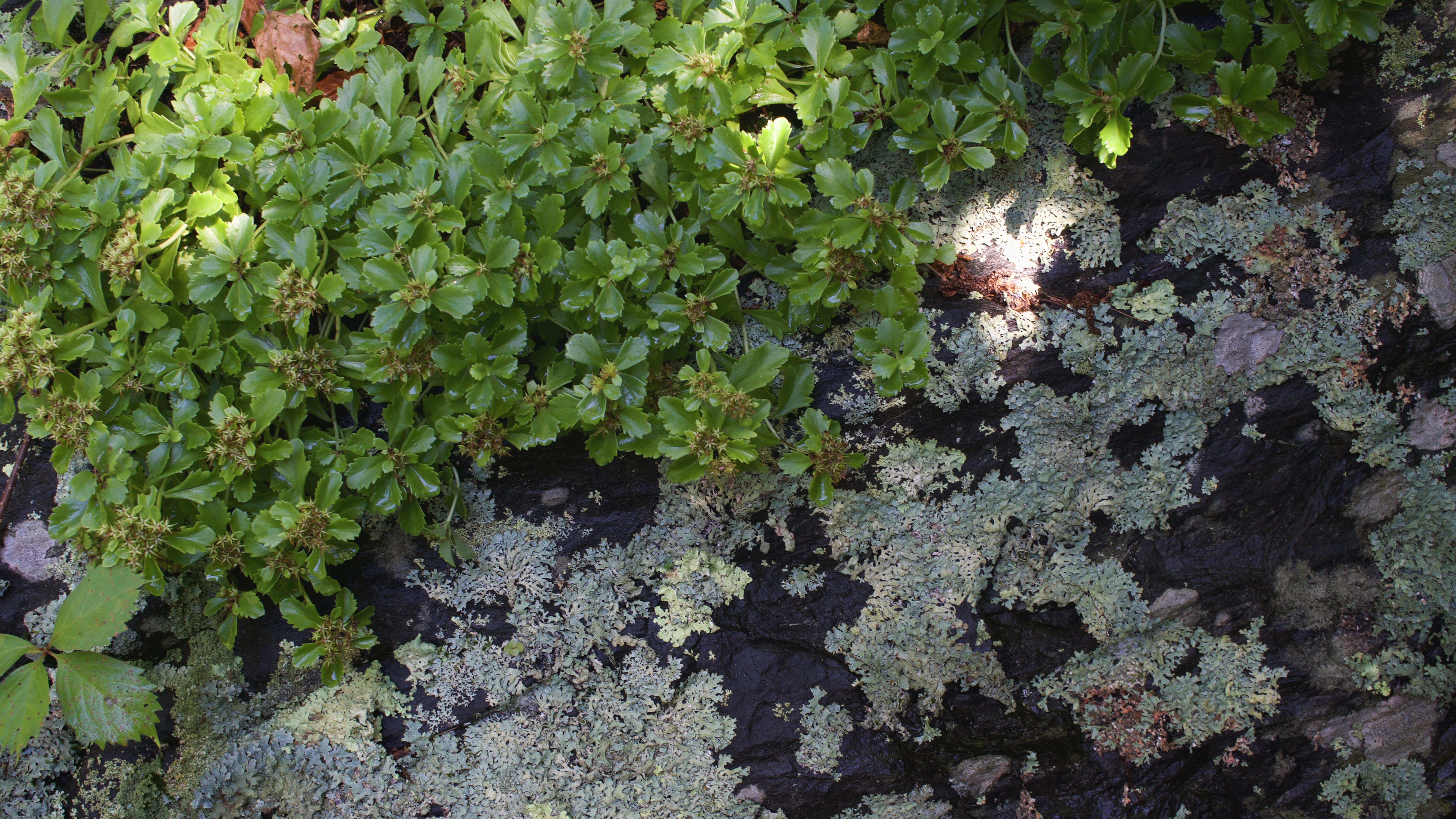 Plants Nature Stone Lichen 6000x3375
