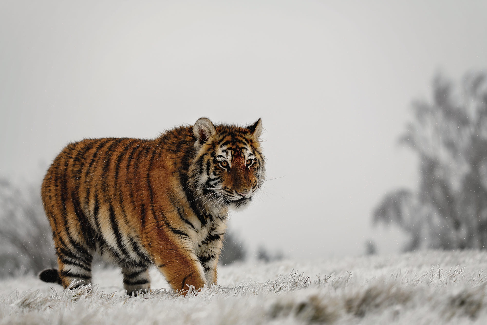 Animal Tiger 2000x1334