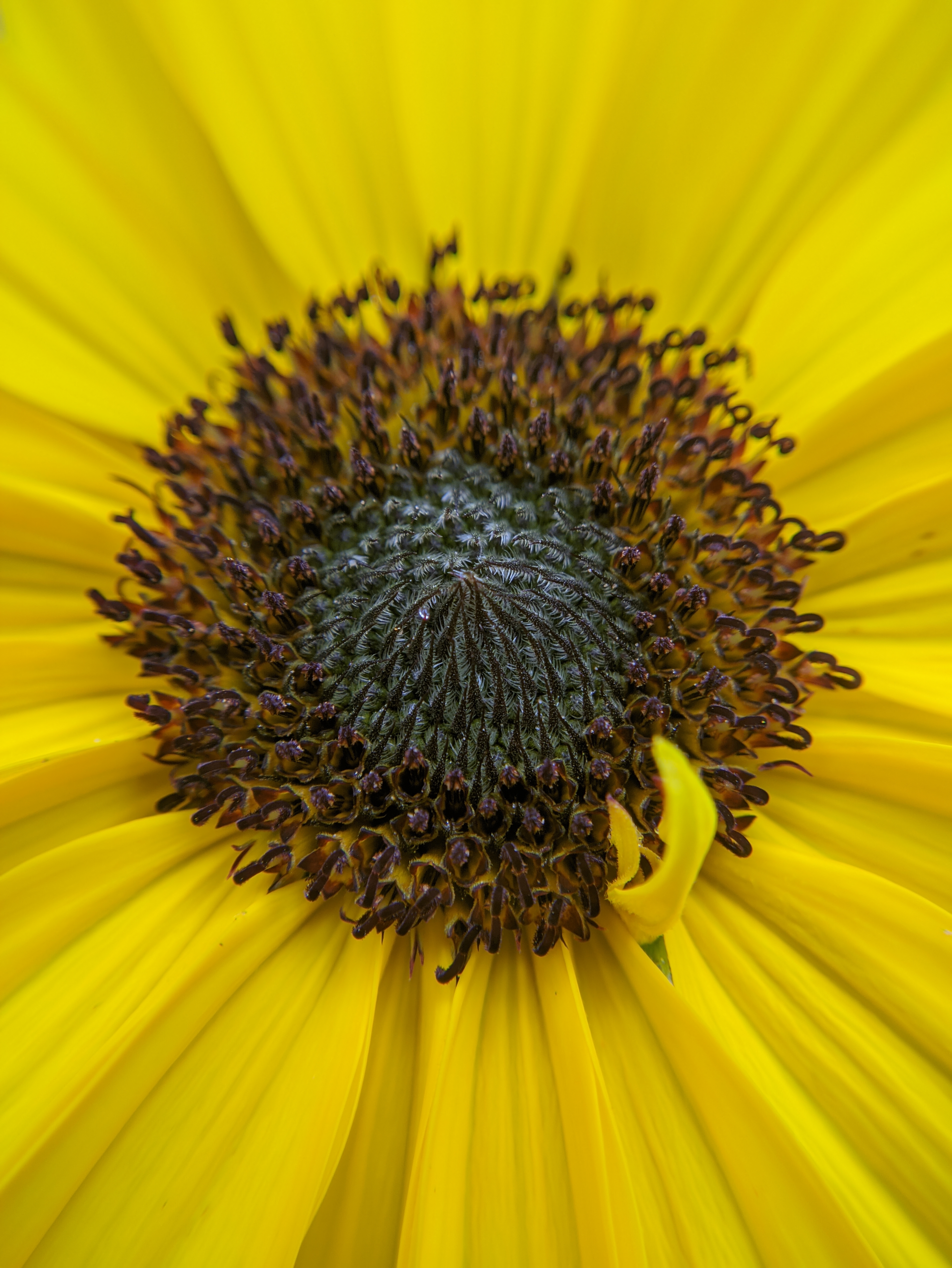 Sunflowers Macro Nature Photography Flowers 3496x4656
