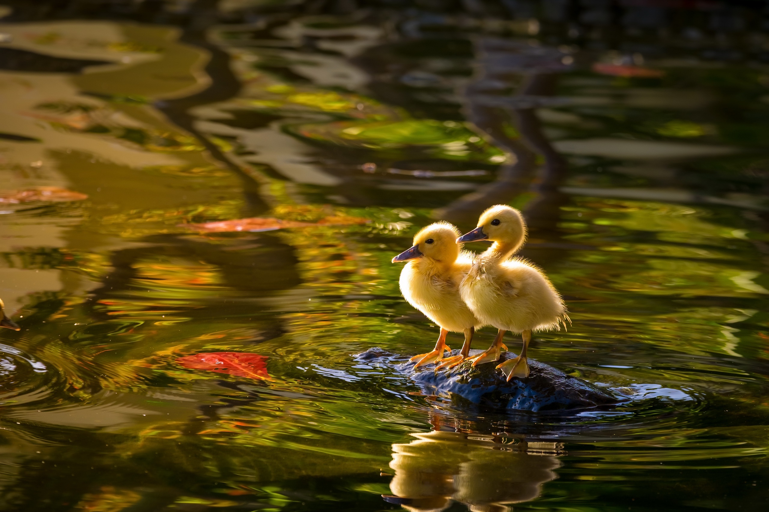 Bird Baby Animal Duckling Reflection Water 2560x1707