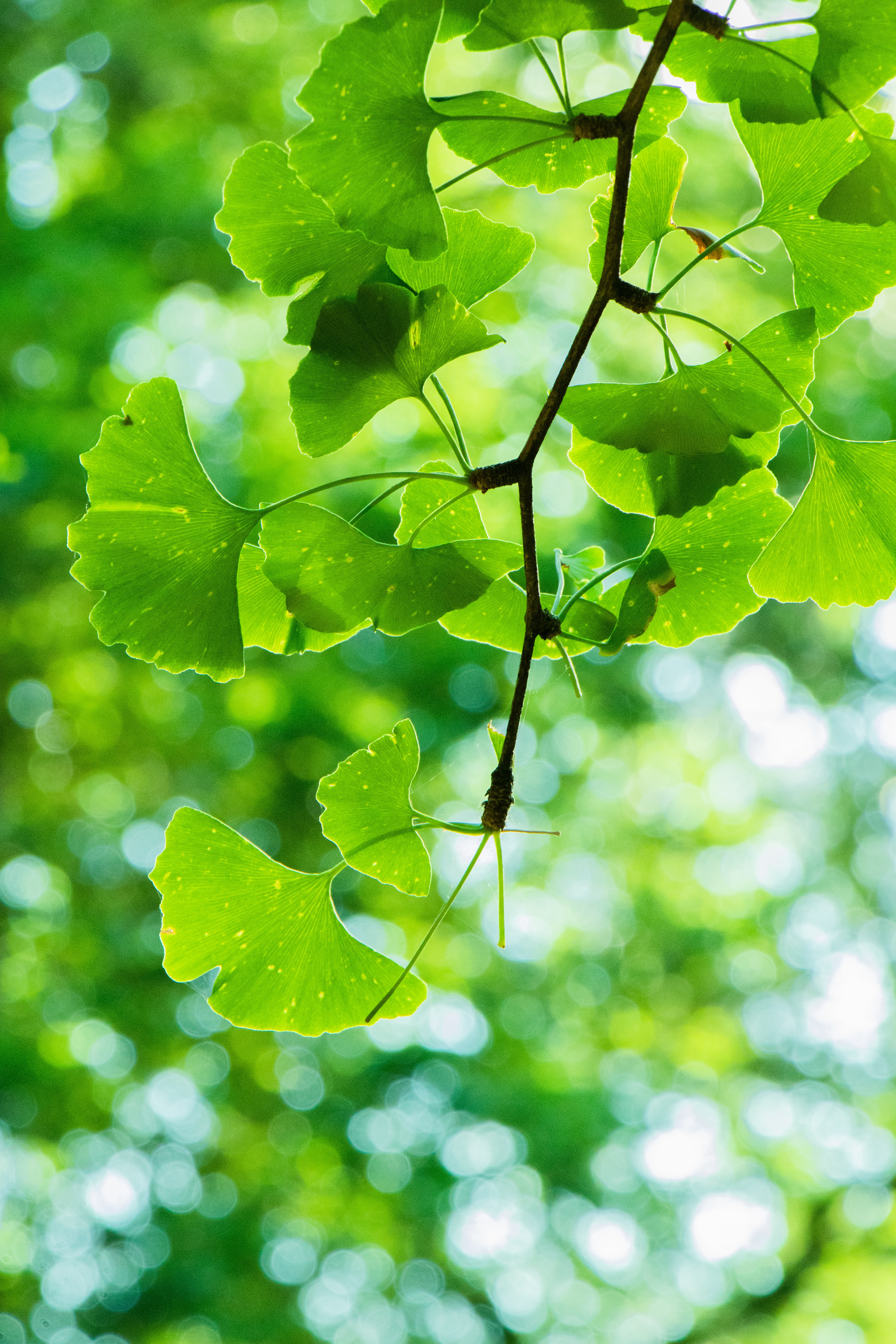 Ginkgo Biloba Leaves Green Leaf Nature 3786x5679