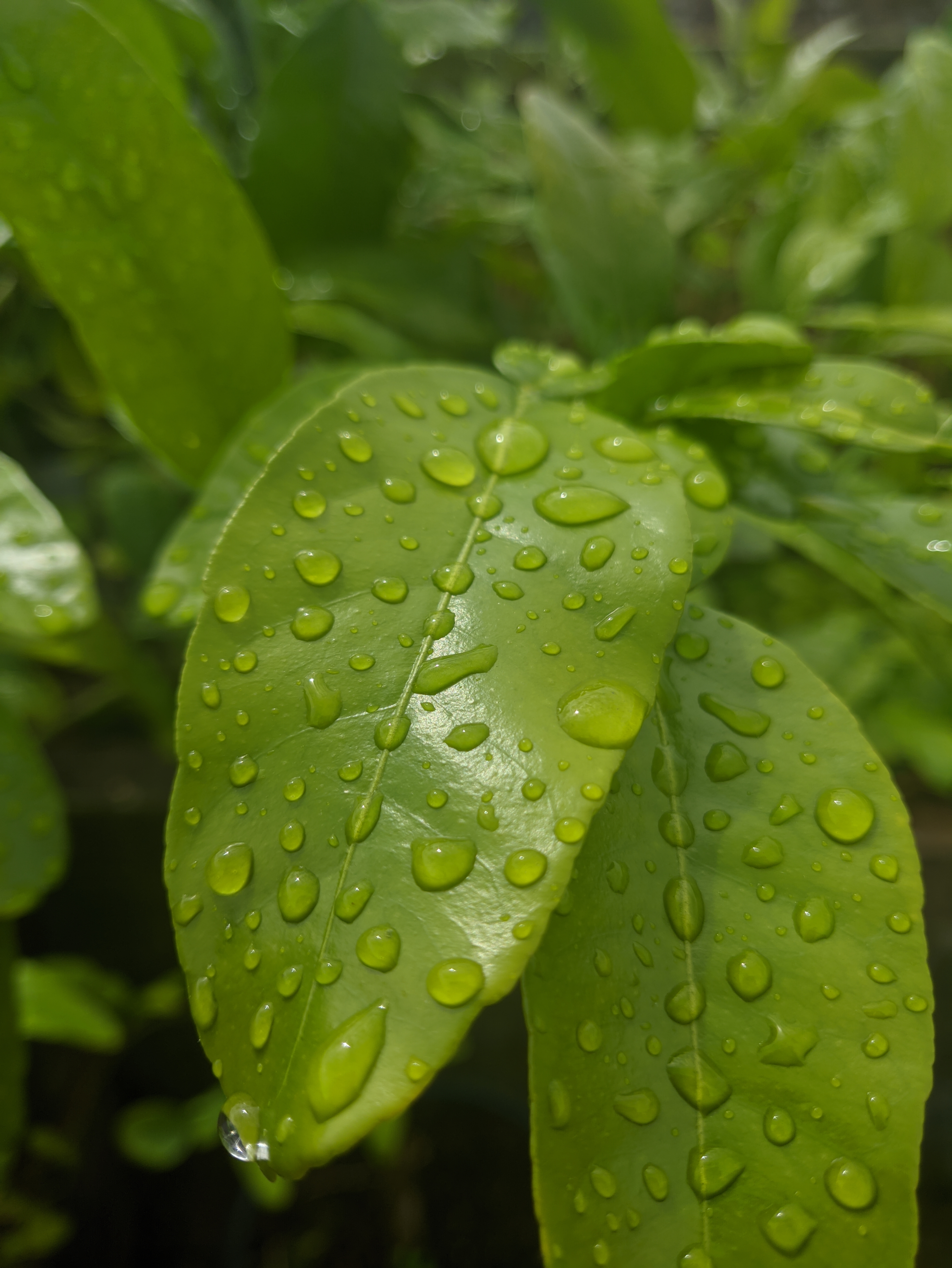 Photography Leaves Water Drops Macro Dew 3496x4656
