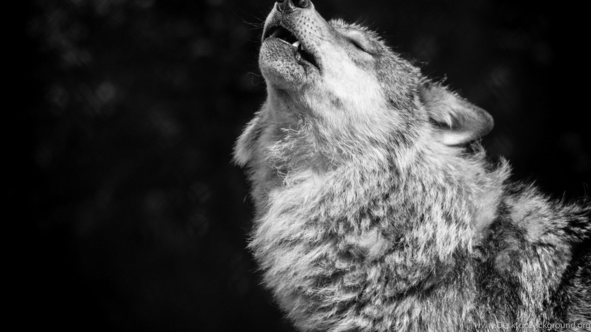 Wolf Monochrome Simple Background Minimalism Animals 2048x1152