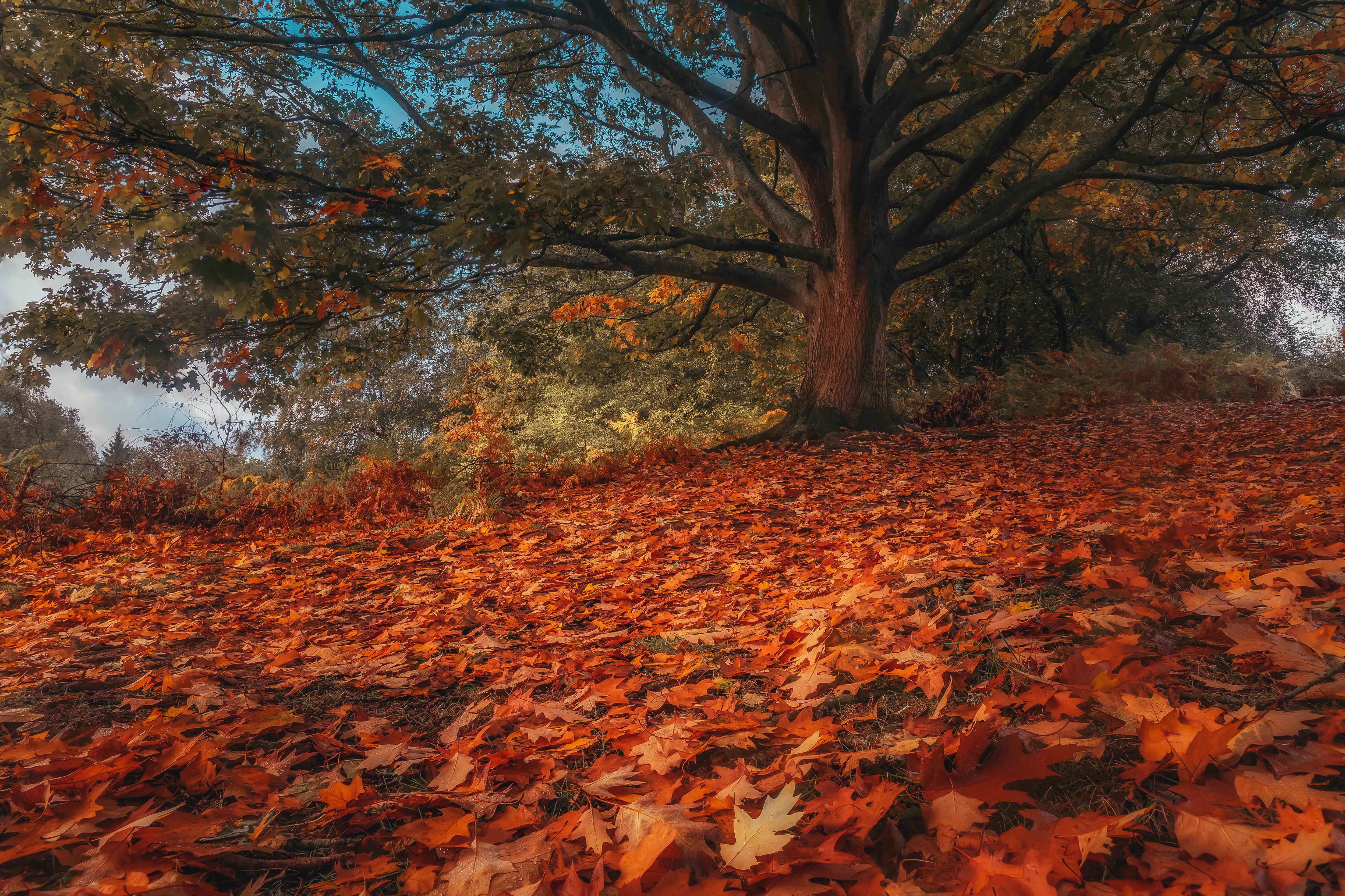 Fall Tree Trunk Fallen Leaves HDR Leaves 5000x3332
