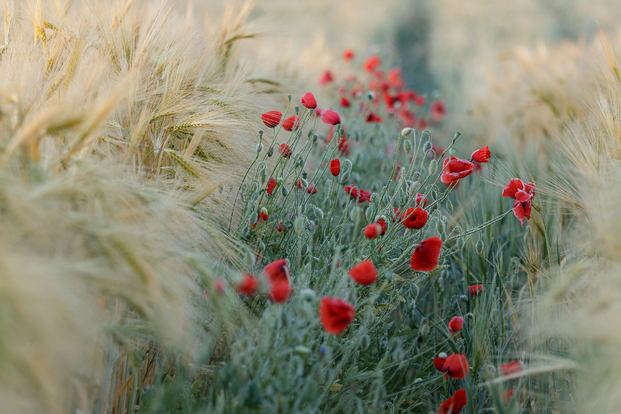 Photography Field Poppies Flowers Nature 2048x1365