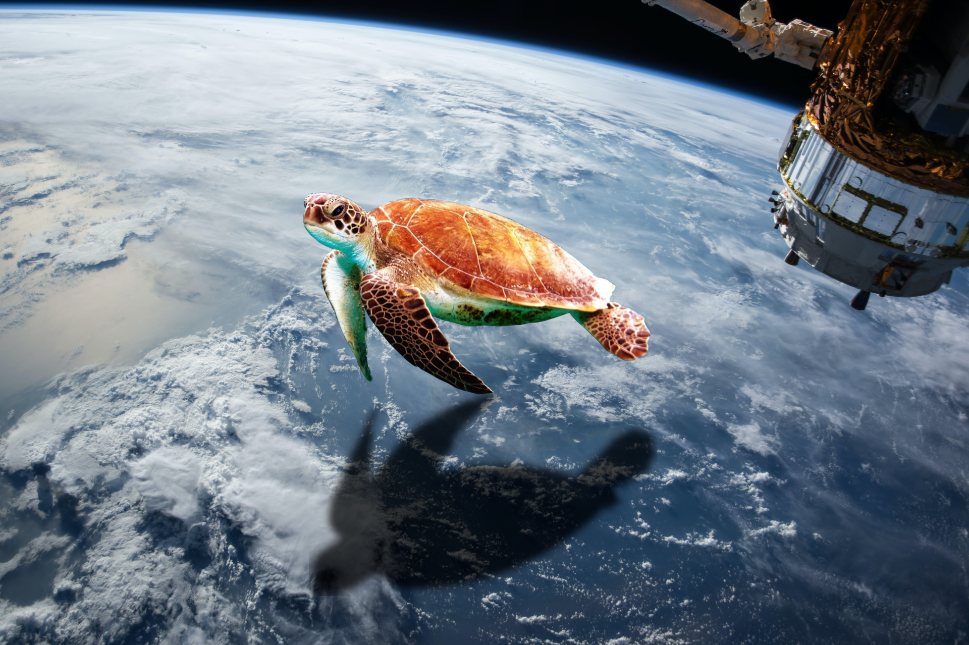 Turtle Earth Earth Orbit Planet Space Clouds Animals 1920x1278