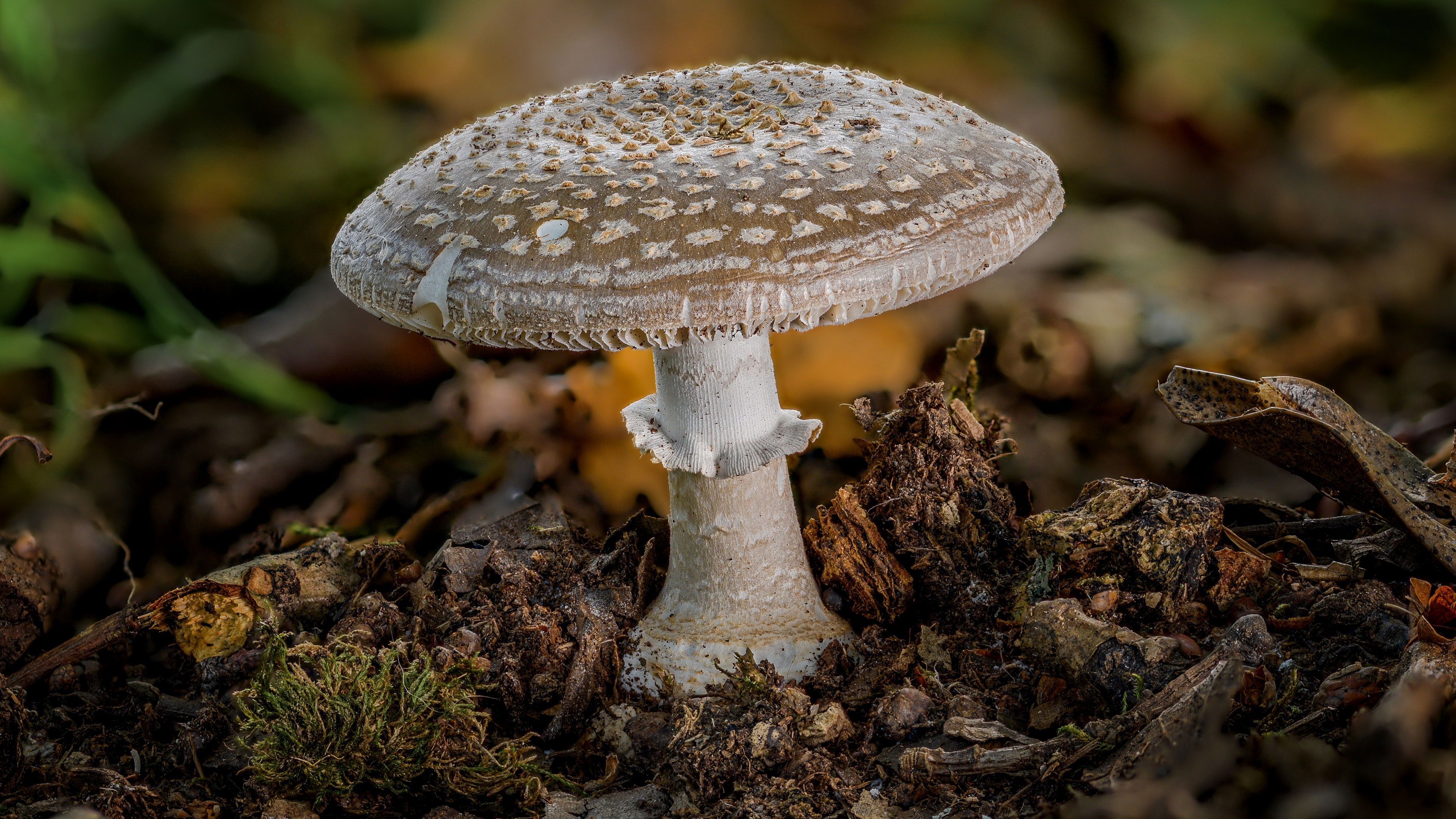 Mushroom Macro Nature Depth Of Field Closeup 3840x2160