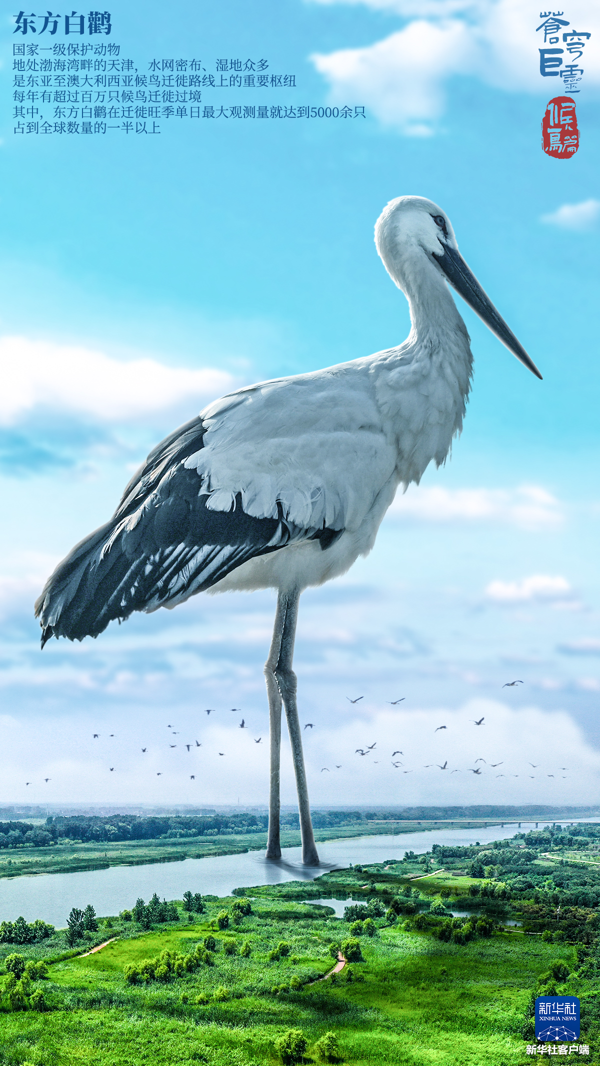 Wildlife Nature Birds Animals Portrait Display Giant Water Chinese Clouds Sky 1200x2133