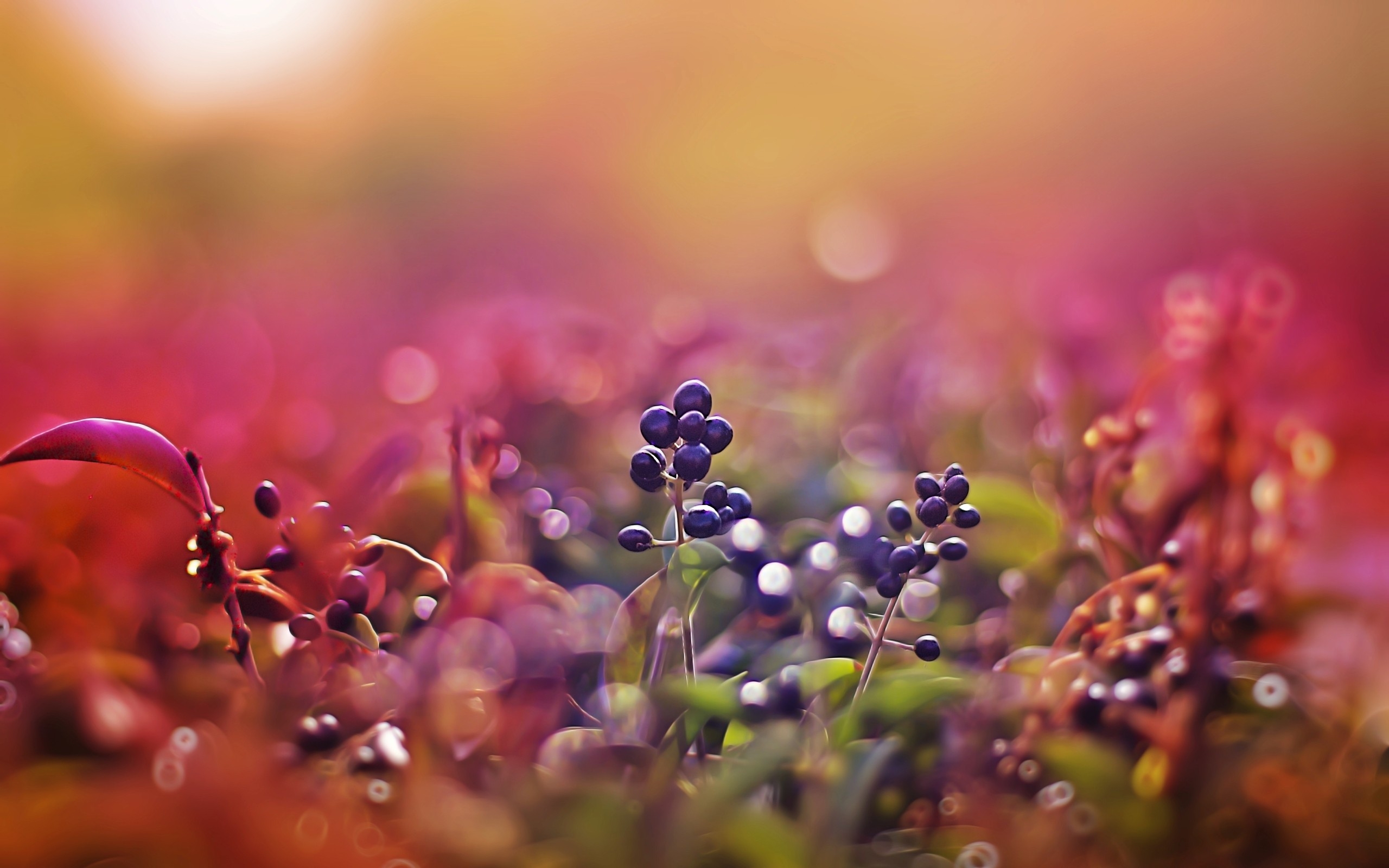 Plants Nature Red Berries 2560x1600