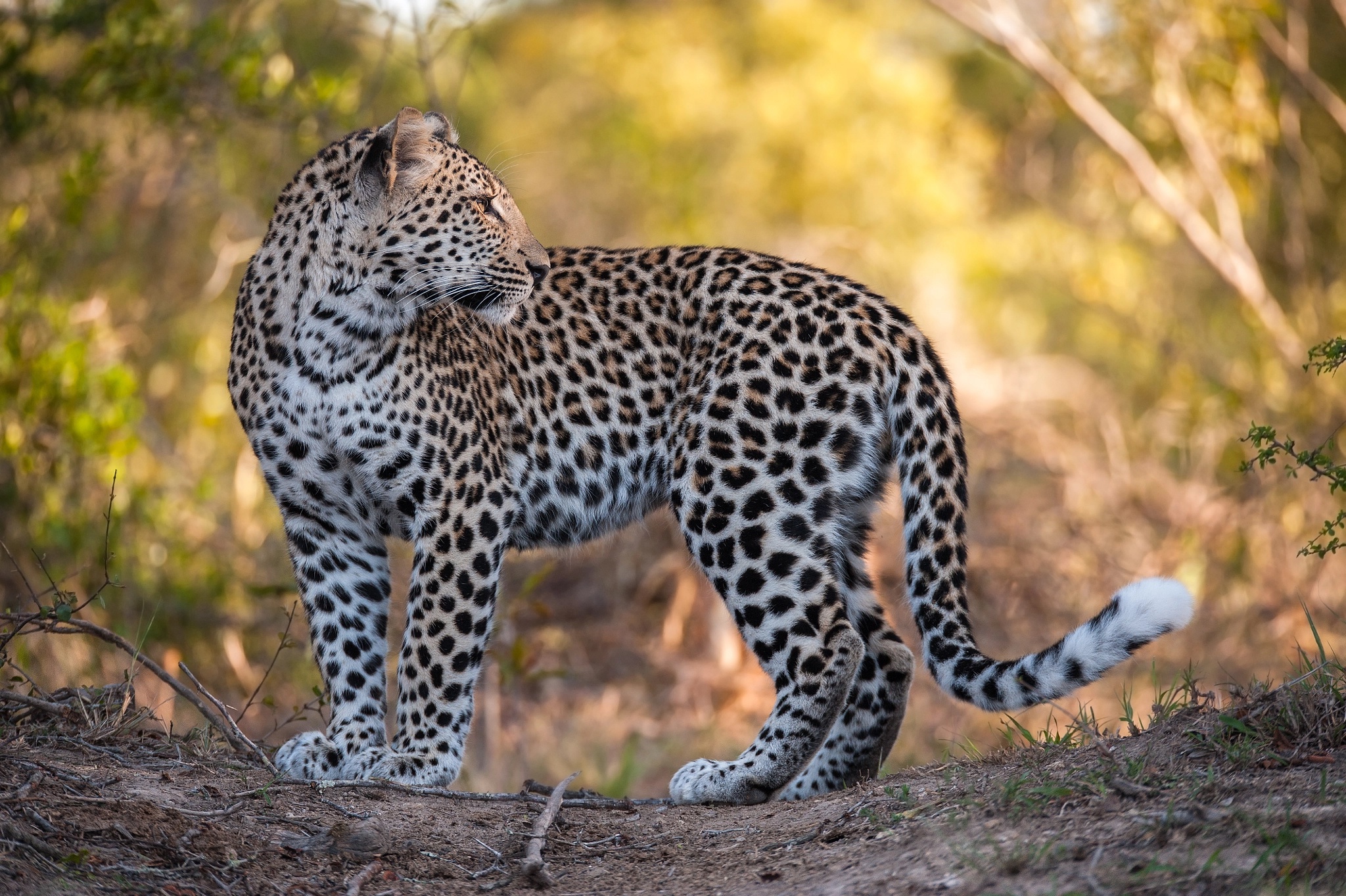 Animal Leopard 2048x1363