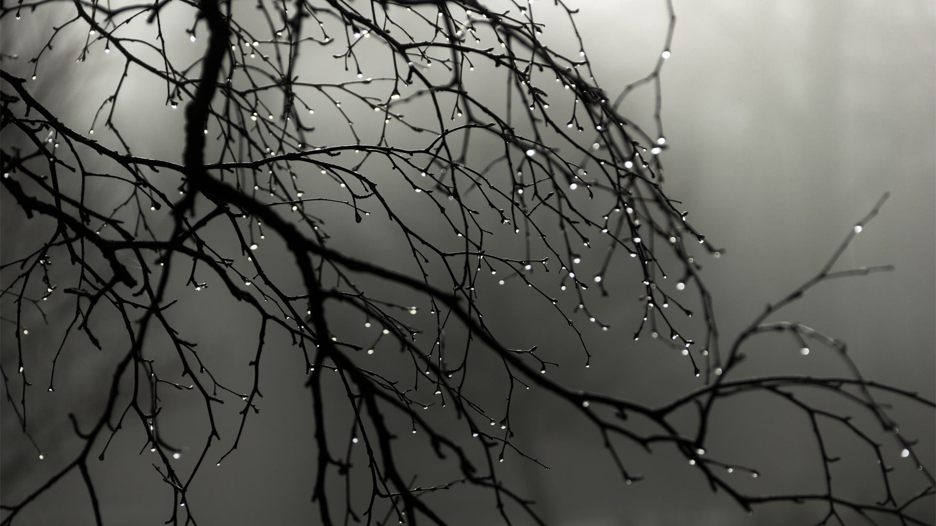 Rain Nature Branch Monochrome Water Drops Depth Of Field Photography Trees 1920x1080