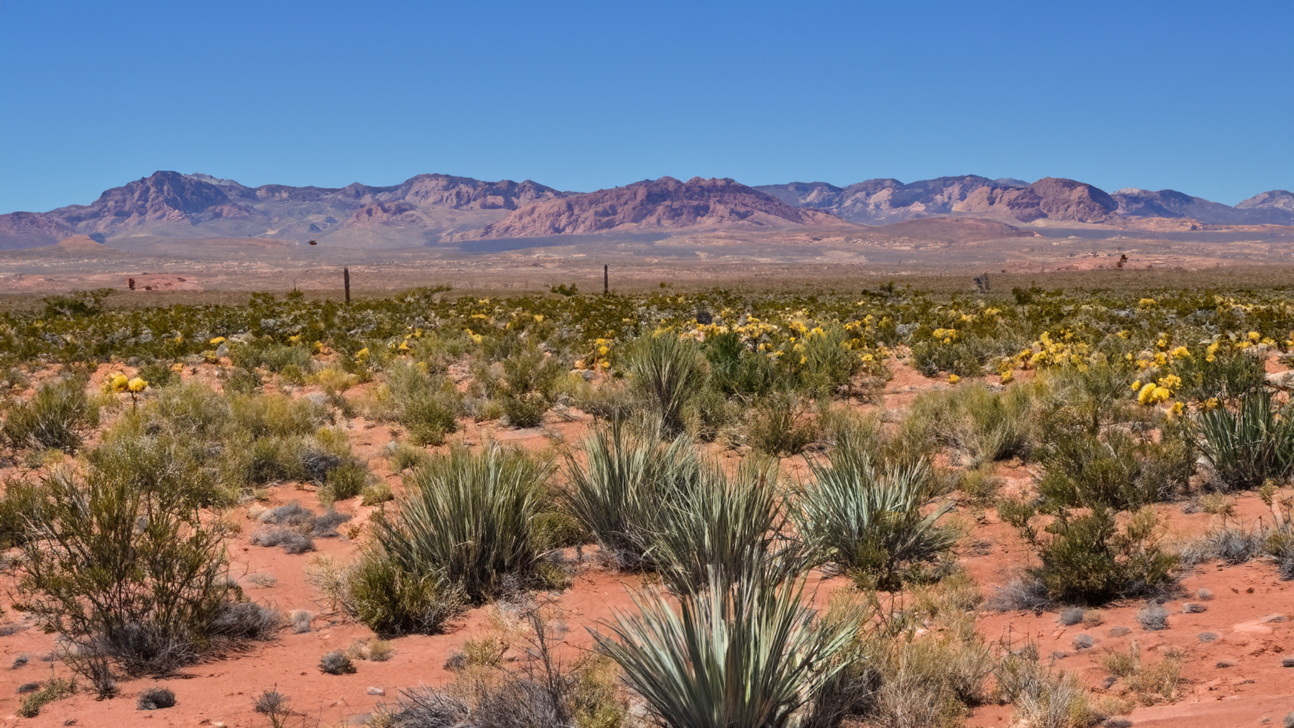 Mesquite Nature Nevada Area 51 Pinon Pine Landscape 2560x1440