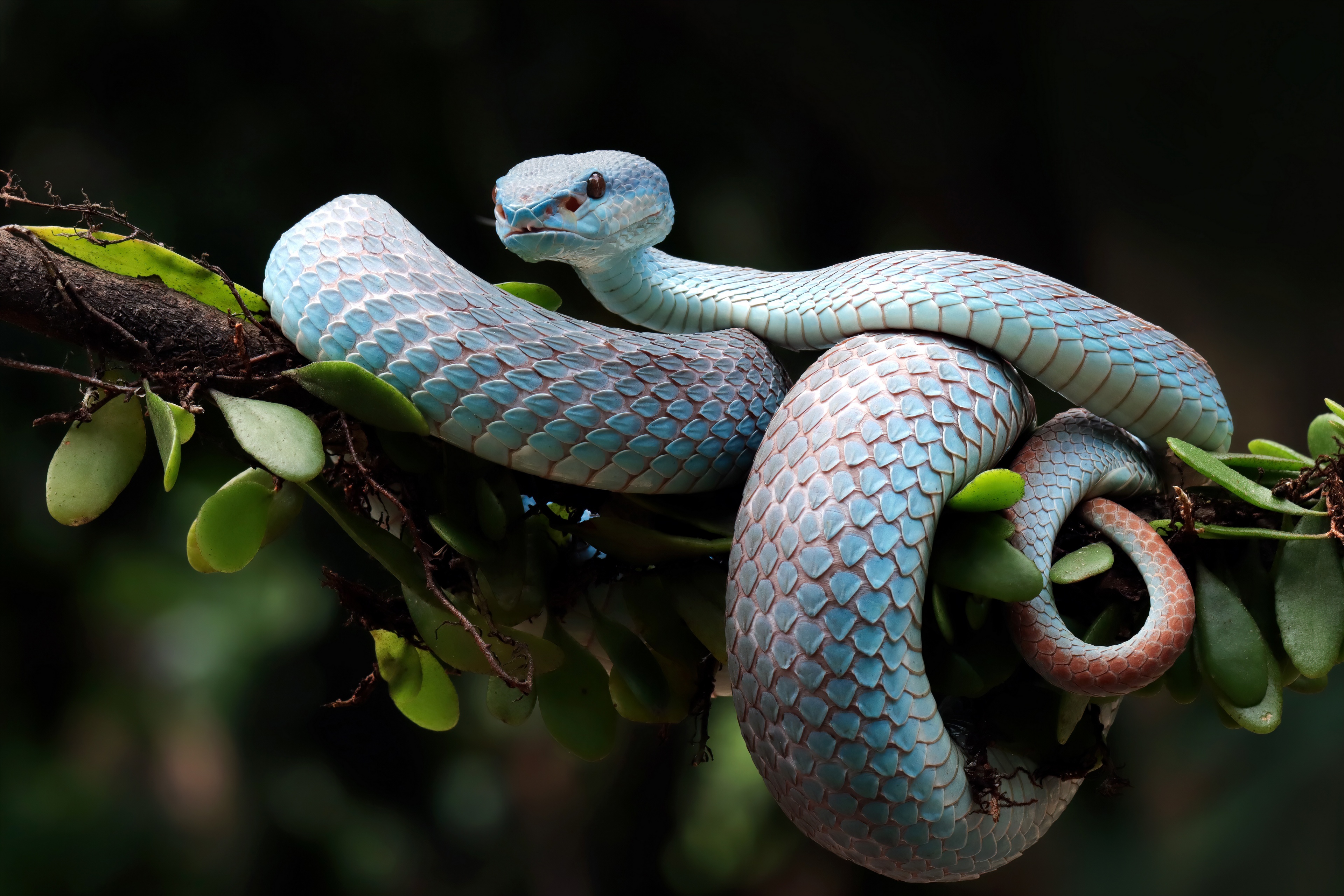 Snake Reptile Animals Nature Branch Depth Of Field 3840x2560