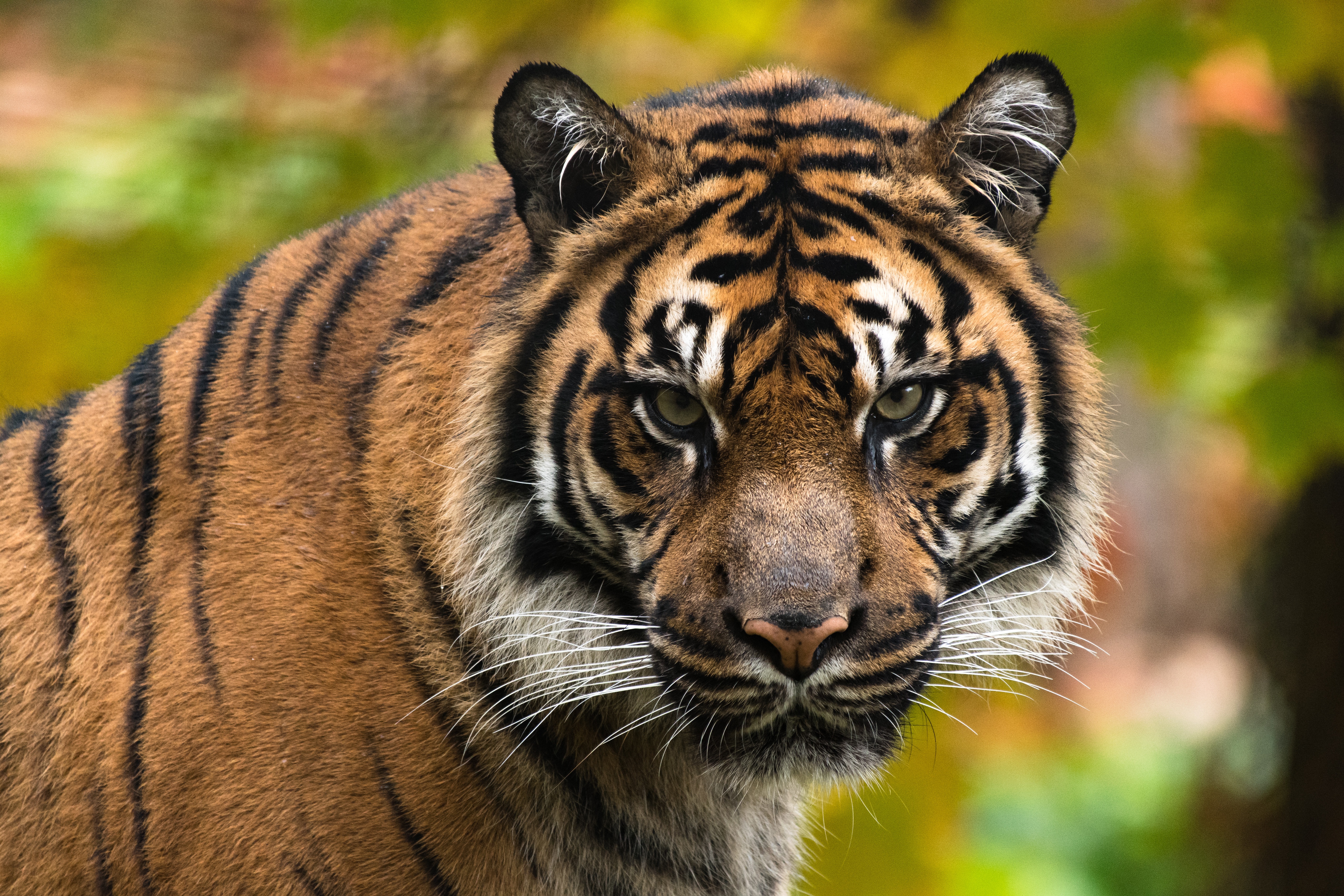 Animal Tiger 5120x3413