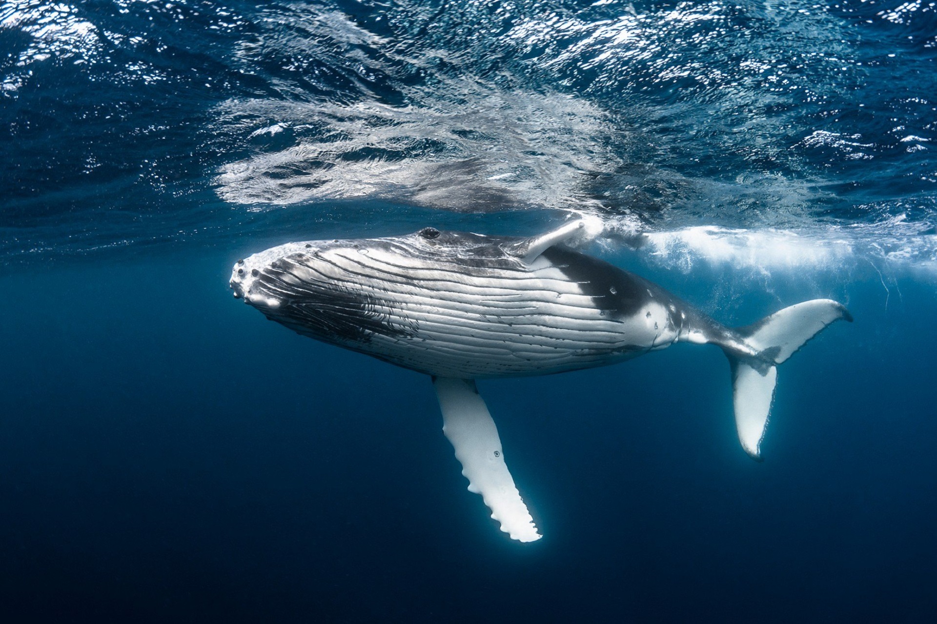 Whale Wildlife Animals Underwater In Water Water 1920x1279