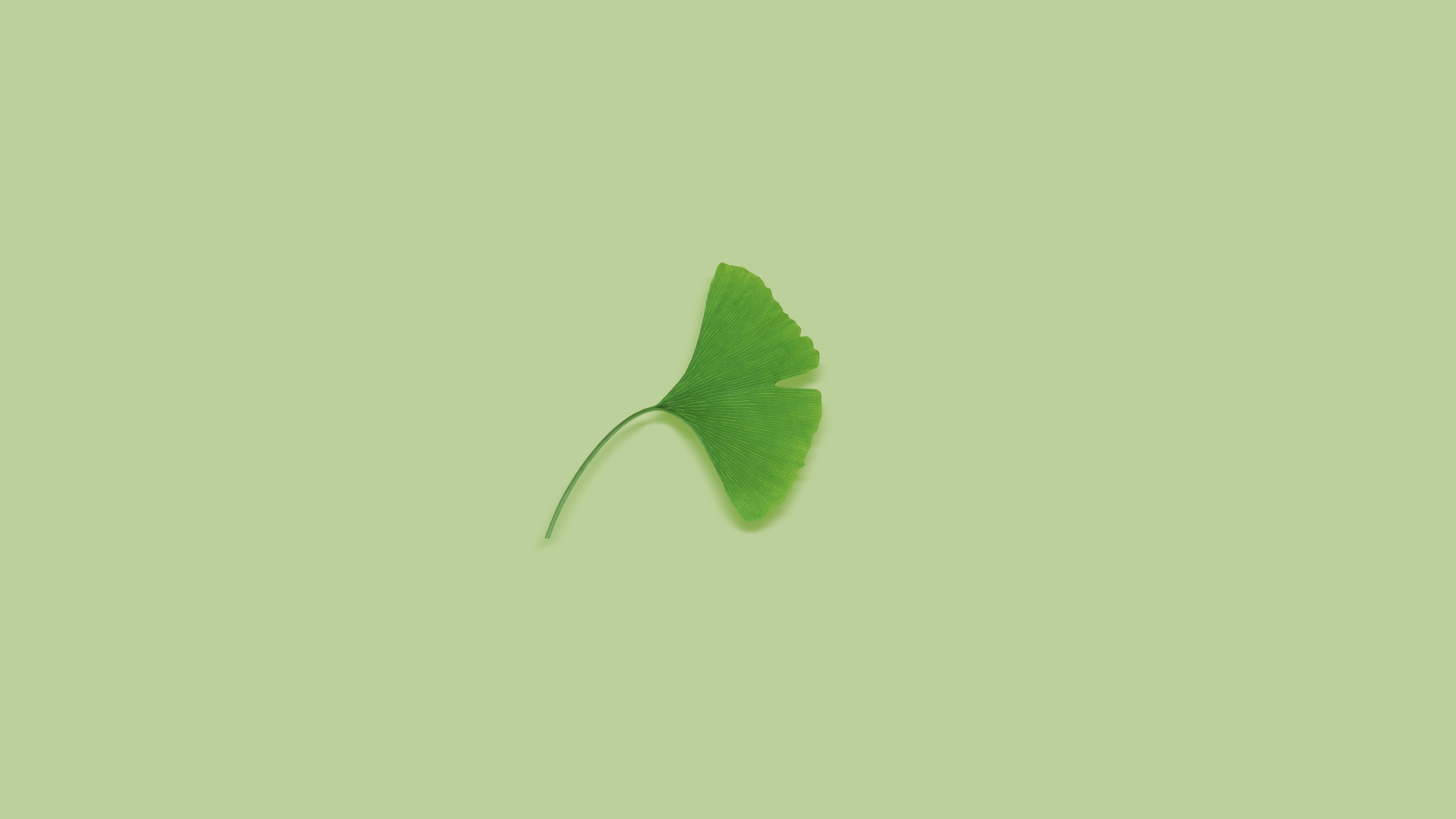 Leaves Plants Simple Background Green Background Ginko Minimalism Green 3840x2160