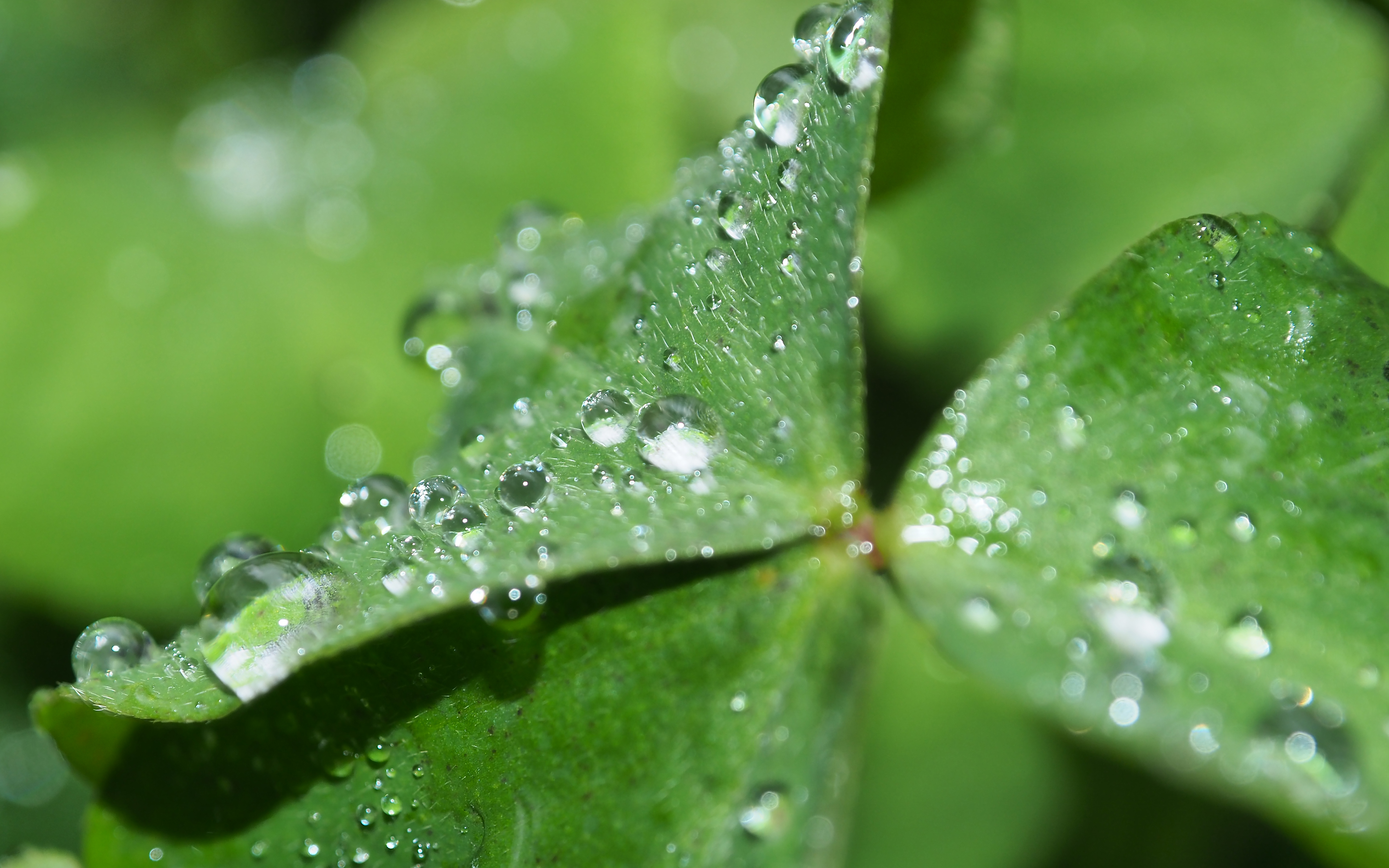 Macro Plant Leaf Raindrops 3840x2400