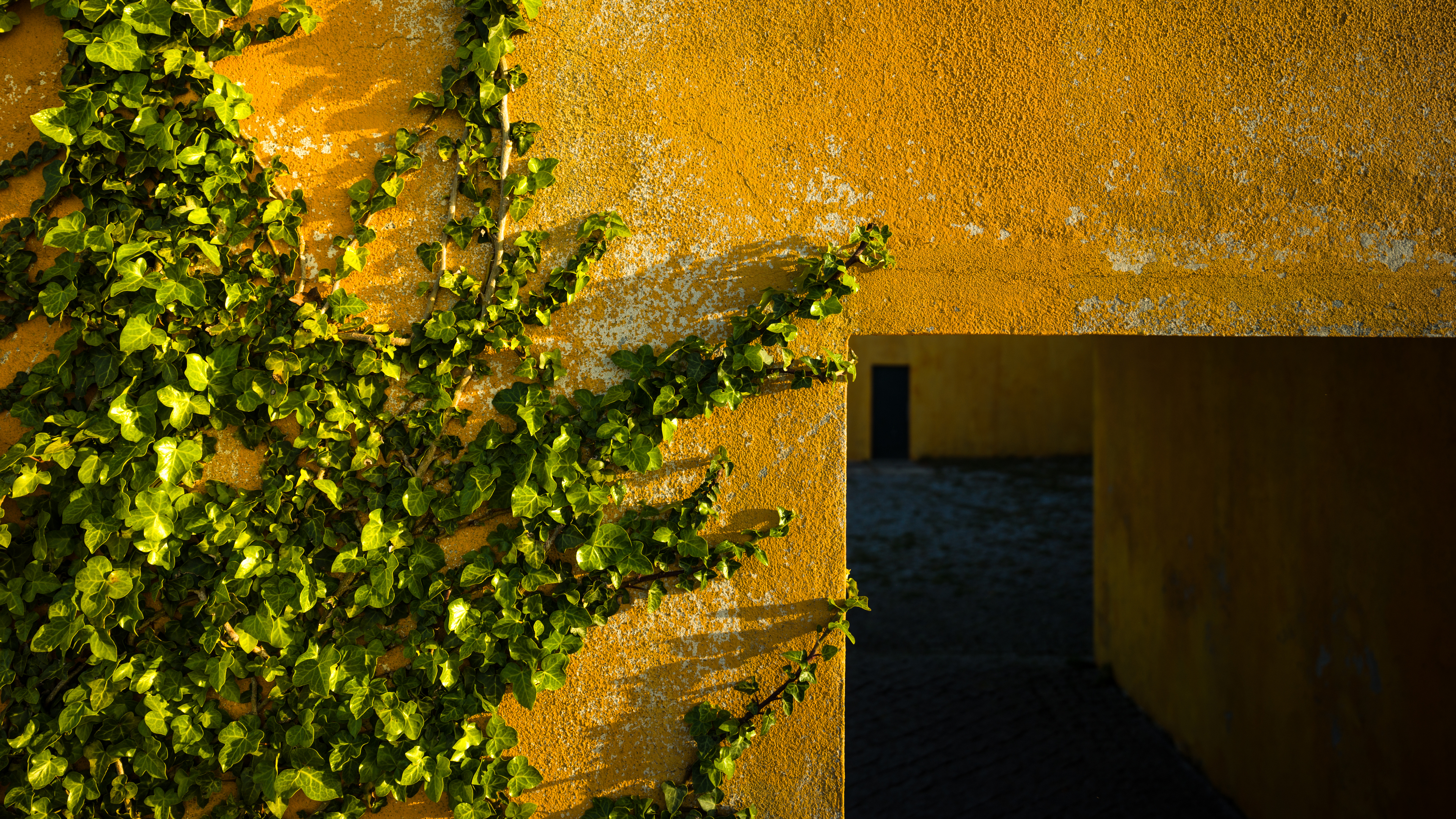 Trey Ratcliff Photography Lisbon Portugal Wall Ivy Door Leaves 3840x2160