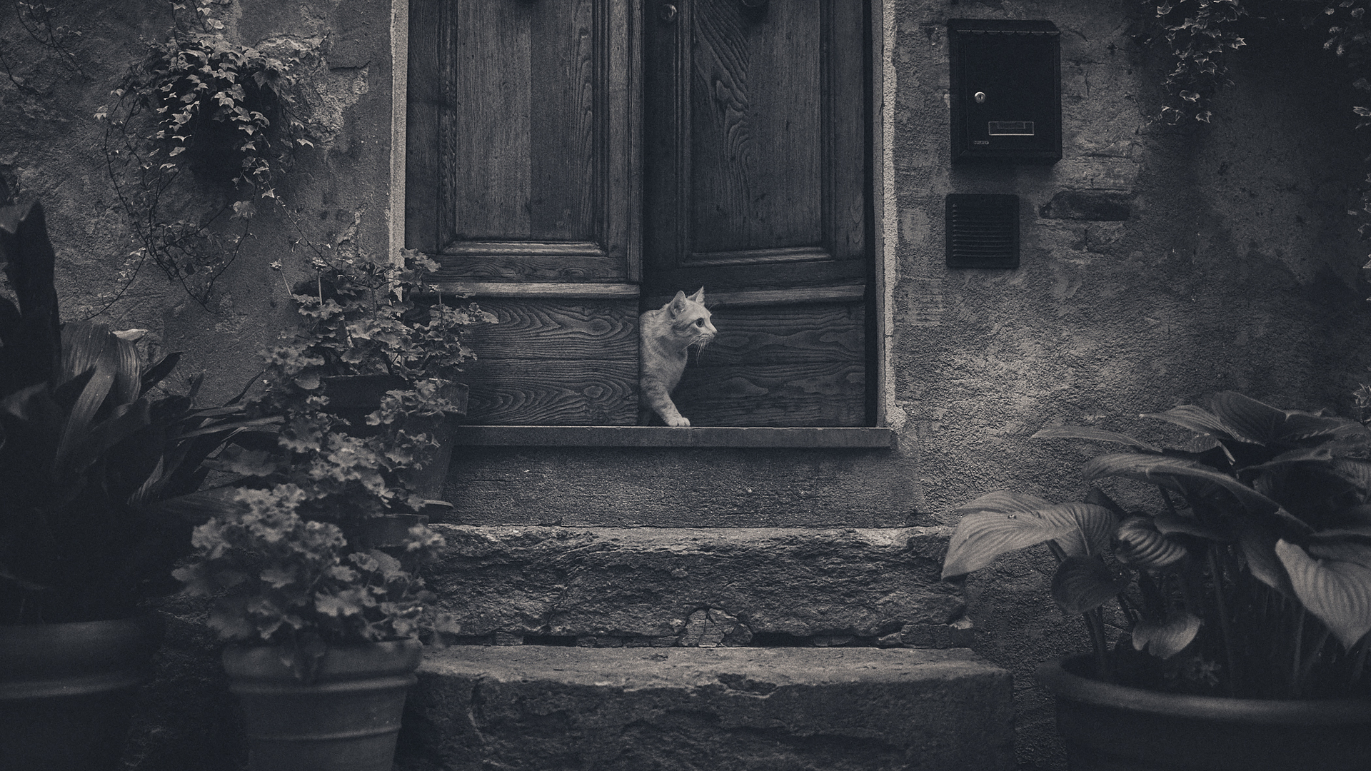 Photography Monochrome Cats Animals Stairs Leaves Door Fur Whiskers 1920x1080