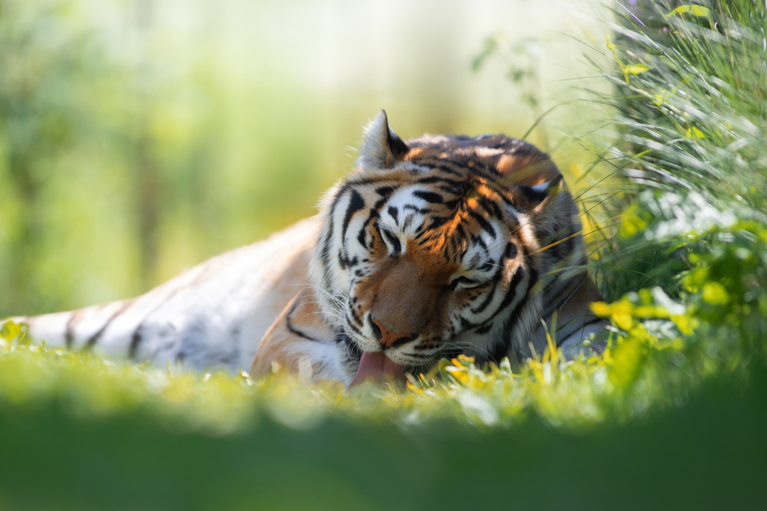 Animal Tiger 2560x1706