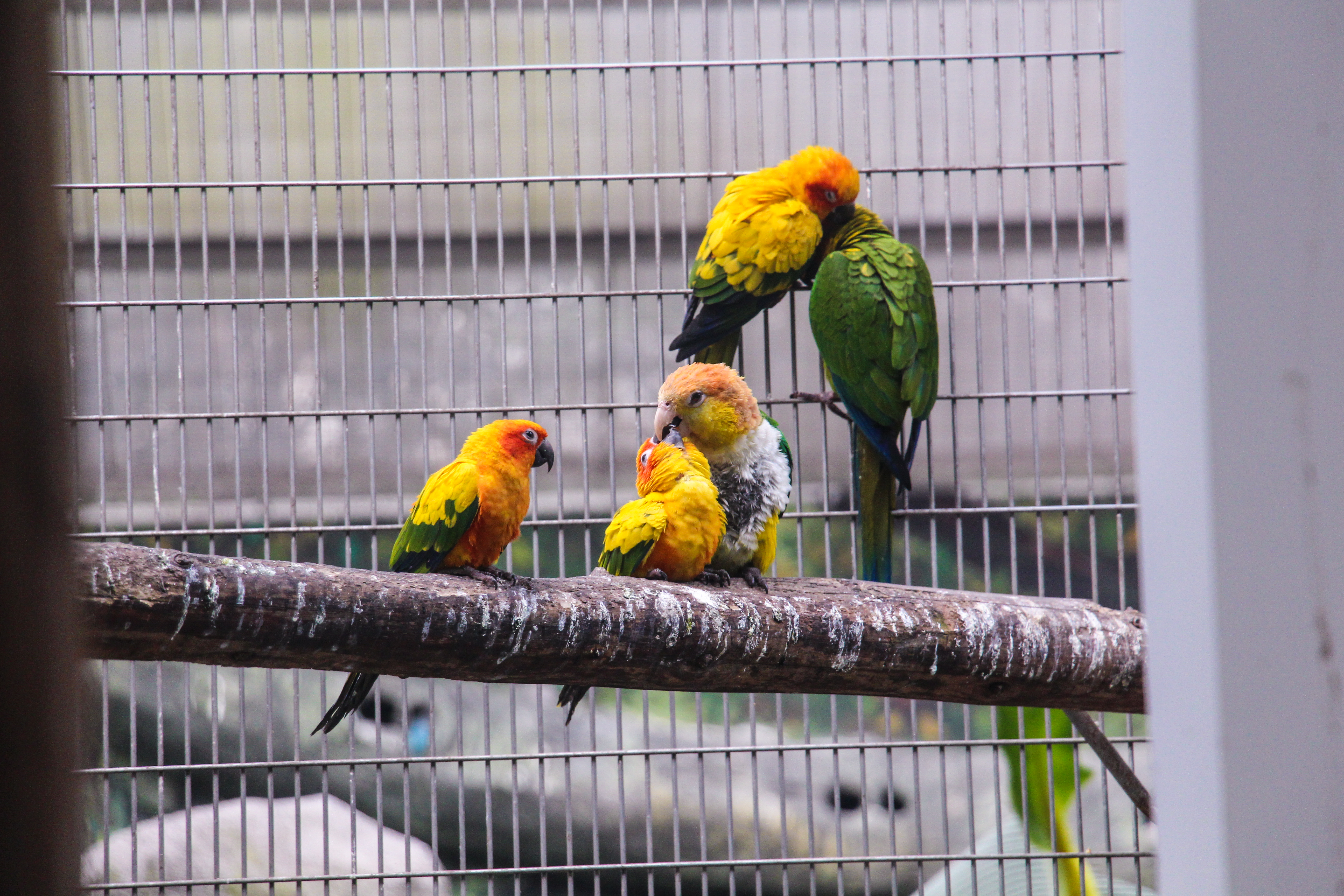 Photography Birds Animals Cages 5184x3456