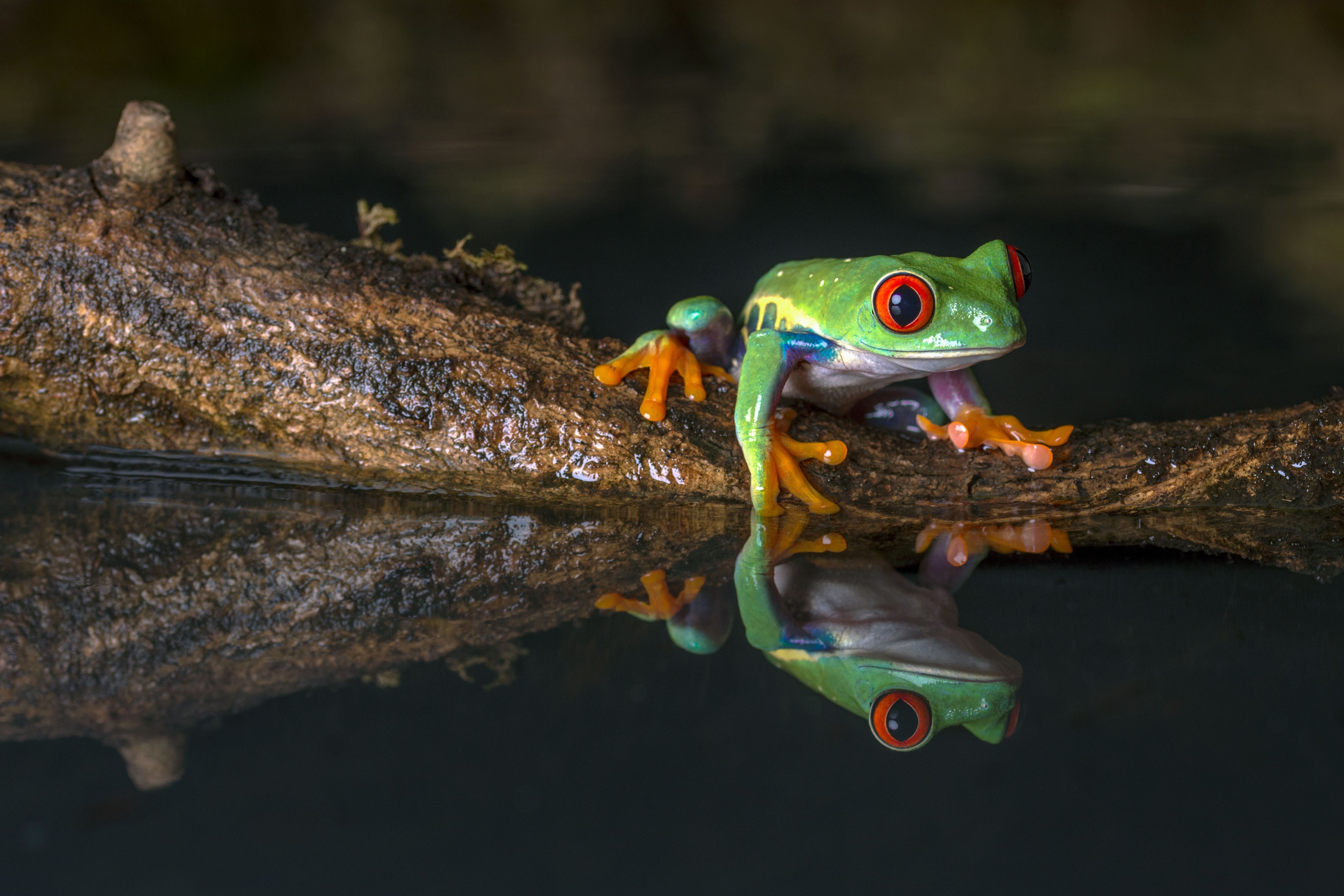 Red Eyed Tree Frog Frog Reflection Amphibian 5324x3550