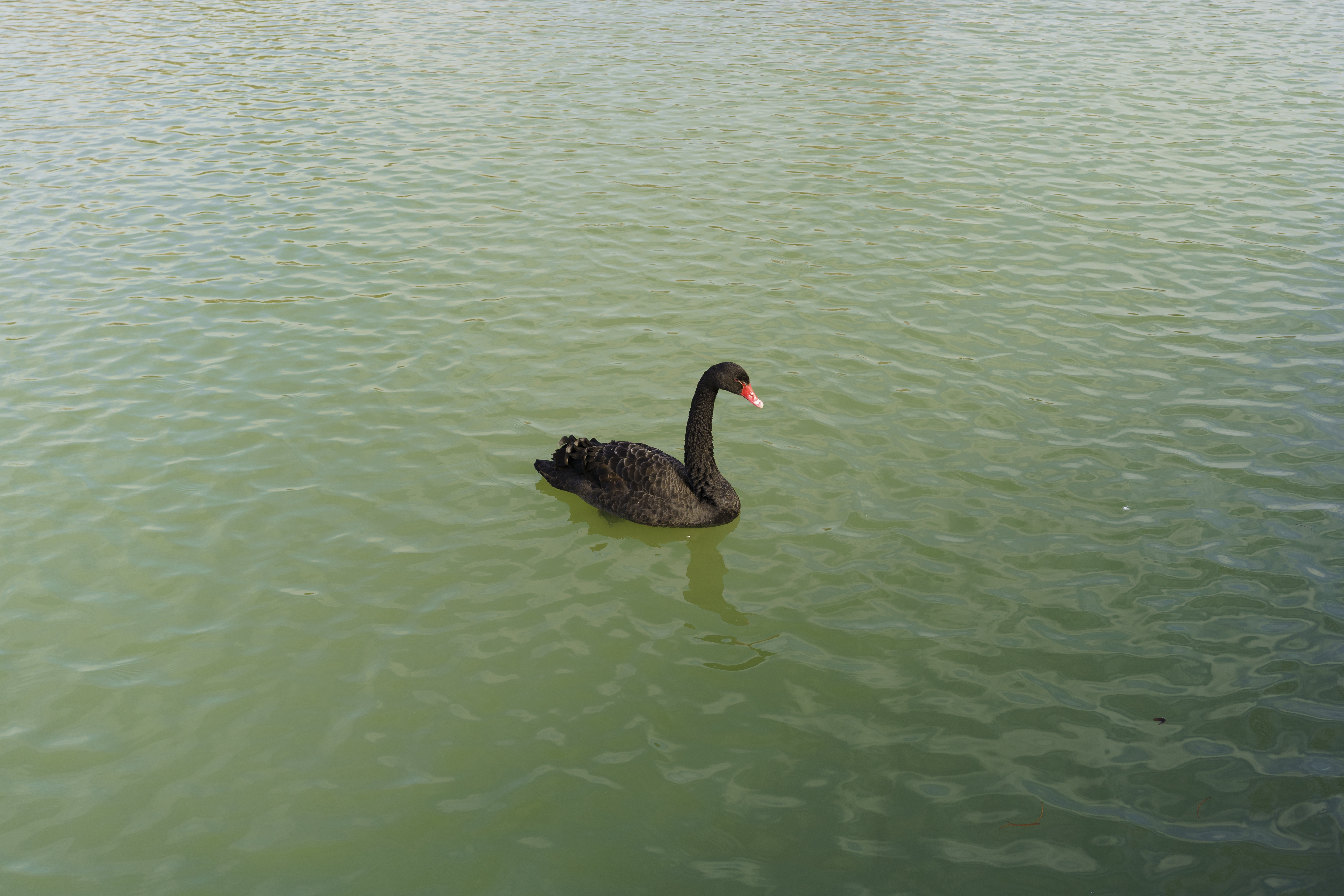 Lake Water Animals Nature Swan 5652x3768