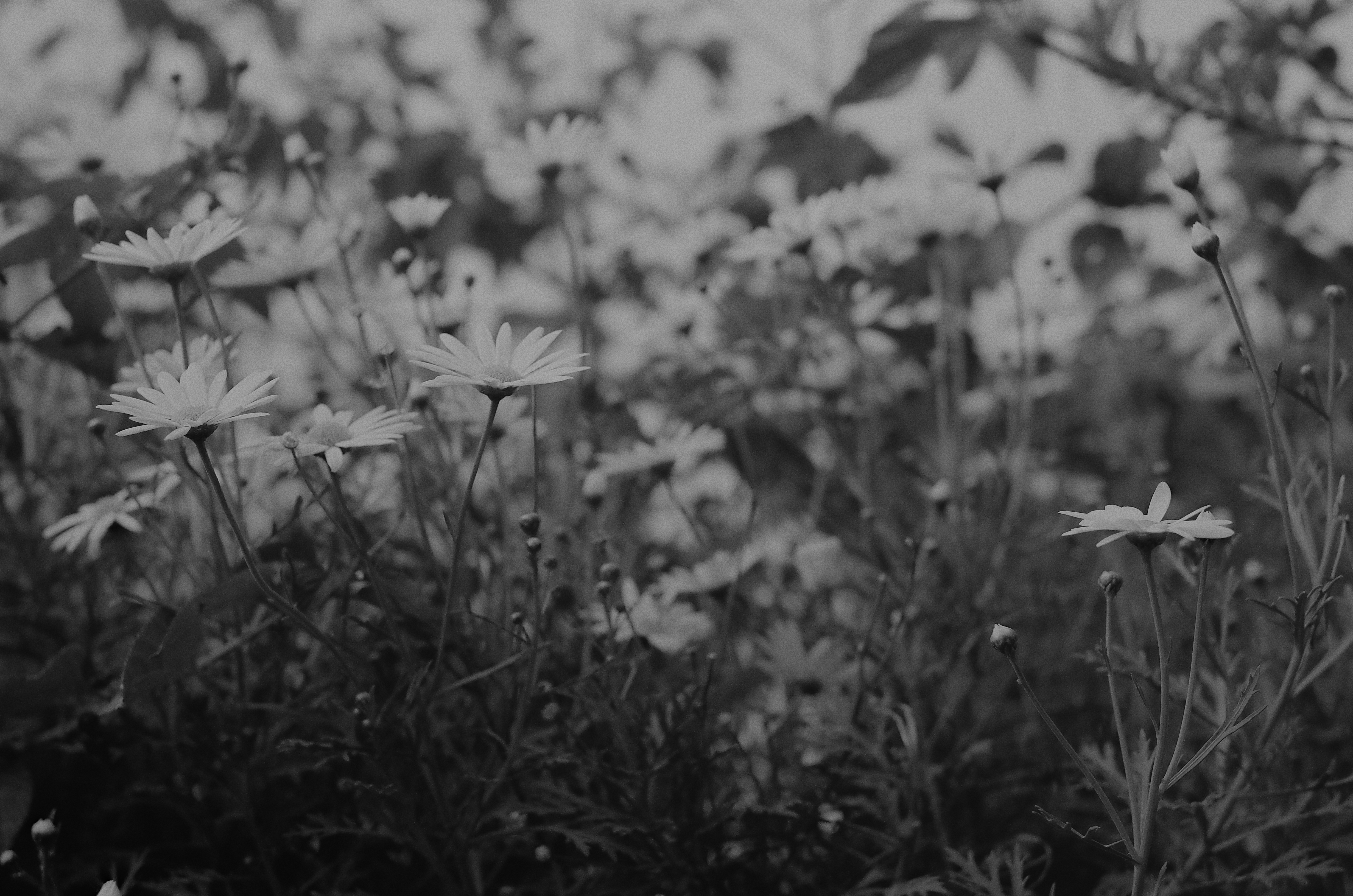 Nature Monochrome Photography Spring Film Grain Flim Flowers 4928x3264